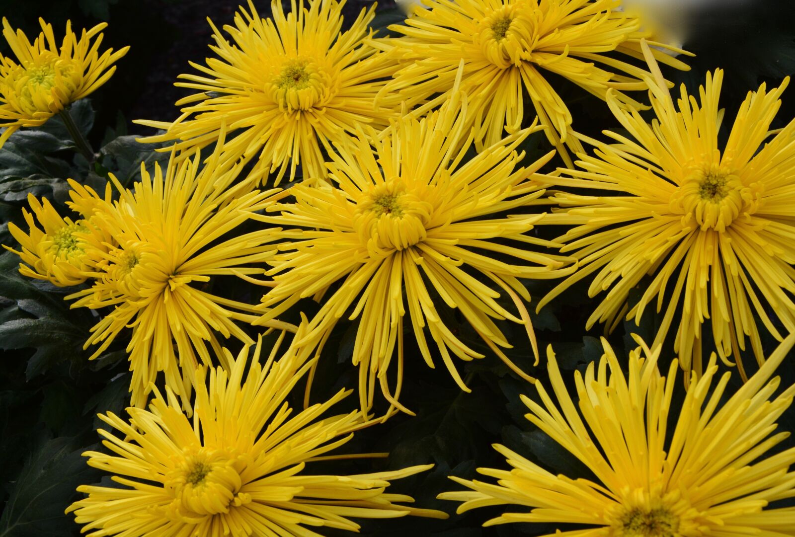 Nikon D5200 sample photo. Yellow flowers, massif, bouquet photography