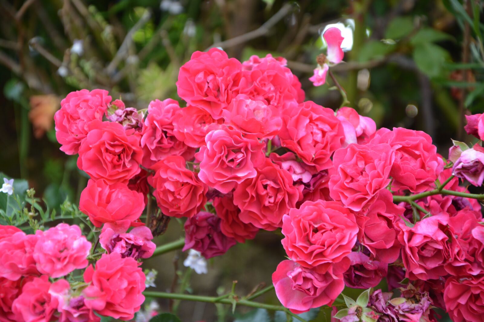 Nikon D5200 sample photo. Roses, small roses, small photography