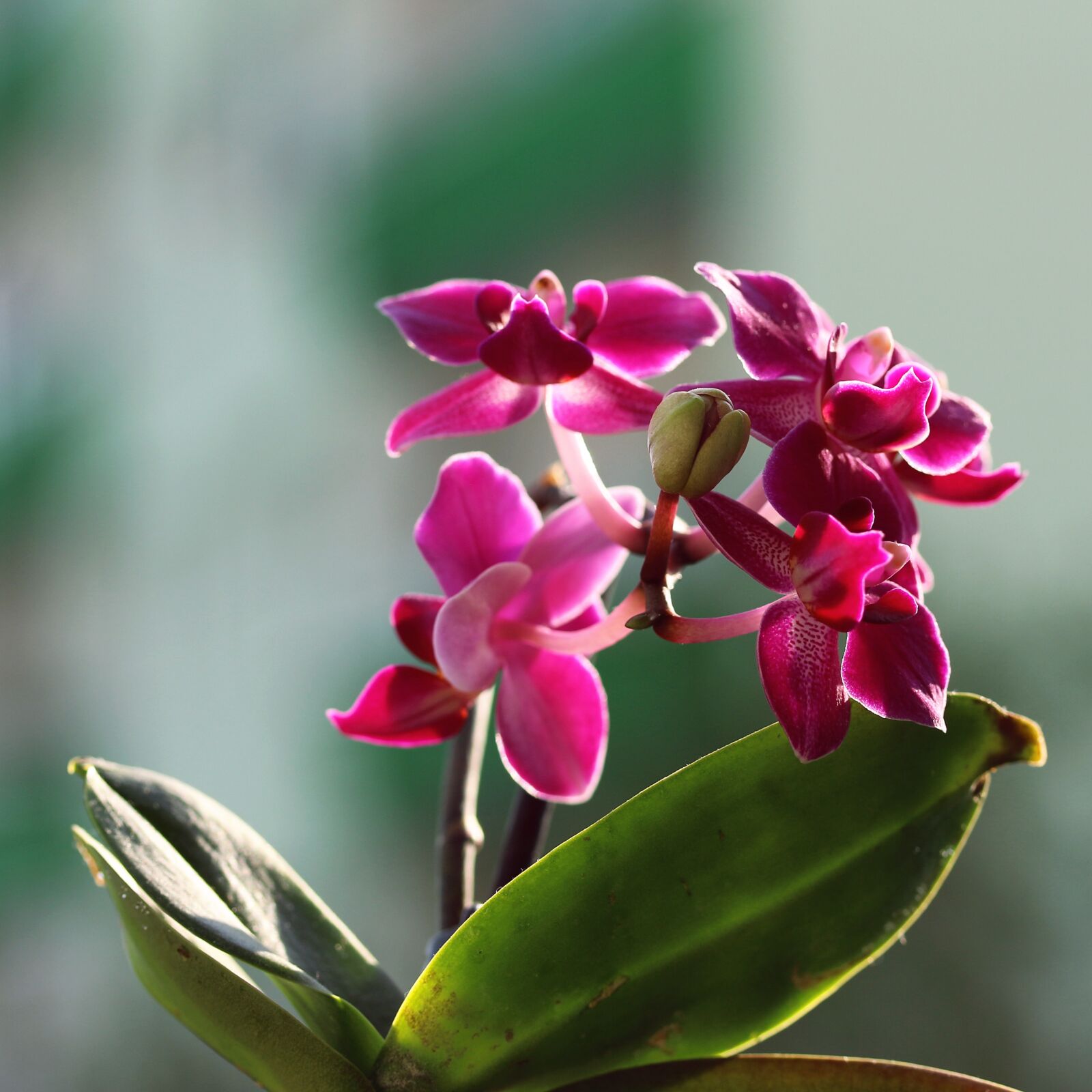 Canon EOS 70D sample photo. Orchid, flower, pink photography