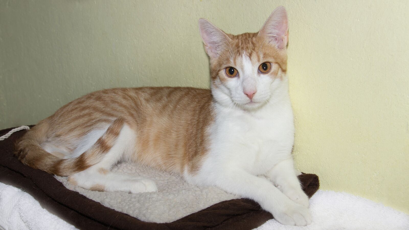 Canon EOS 600D (Rebel EOS T3i / EOS Kiss X5) sample photo. Cat, domestic cat, breed photography