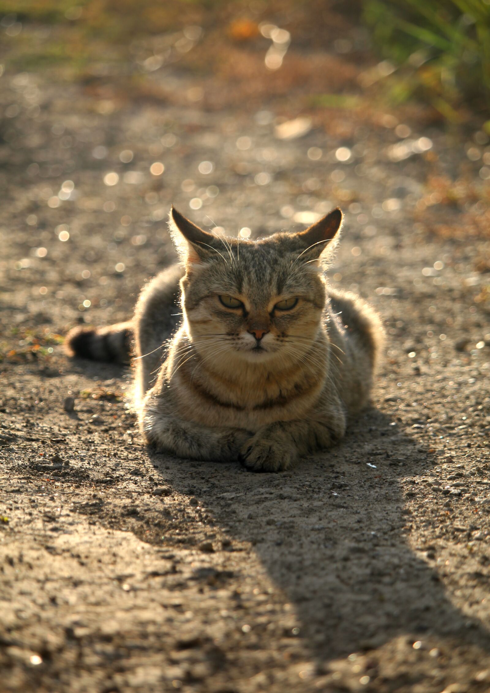 Canon EOS 1200D (EOS Rebel T5 / EOS Kiss X70 / EOS Hi) sample photo. Cat, autumn, kitten photography