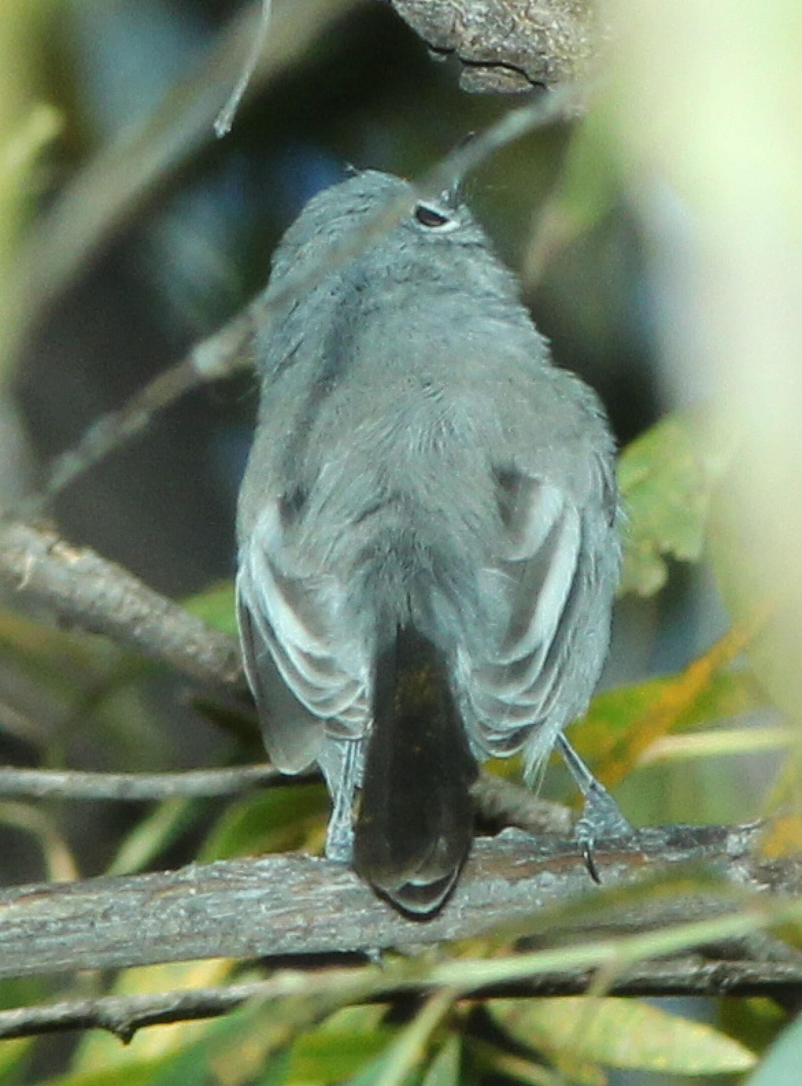 Canon EF 300mm F4L IS USM sample photo