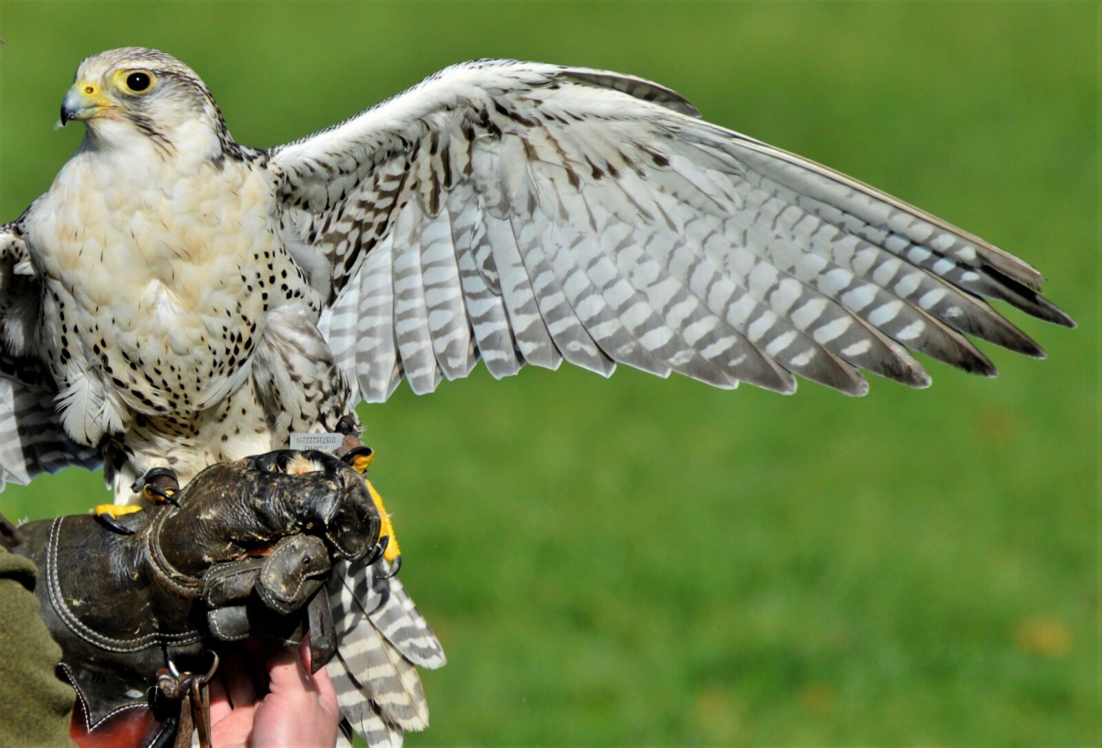 Nikon D3200 sample photo. Falcon, bird of prey photography
