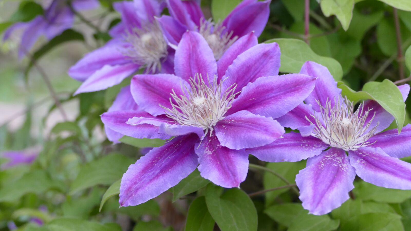 Panasonic Lumix DMC-FZ1000 sample photo. Flowers, purple, lavender photography
