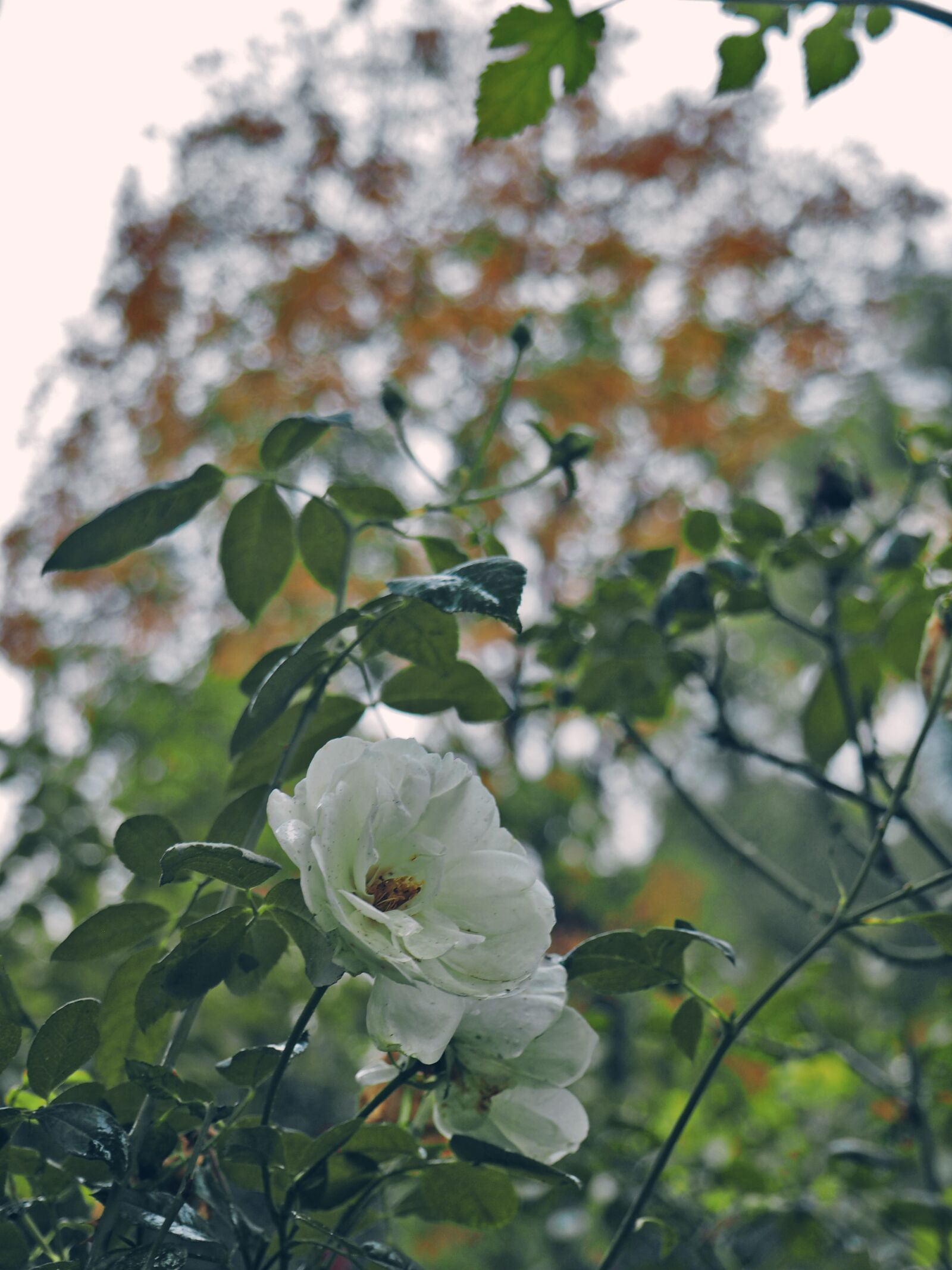 Olympus OM-D E-M1 sample photo. Outdoor, bokeh, green photography