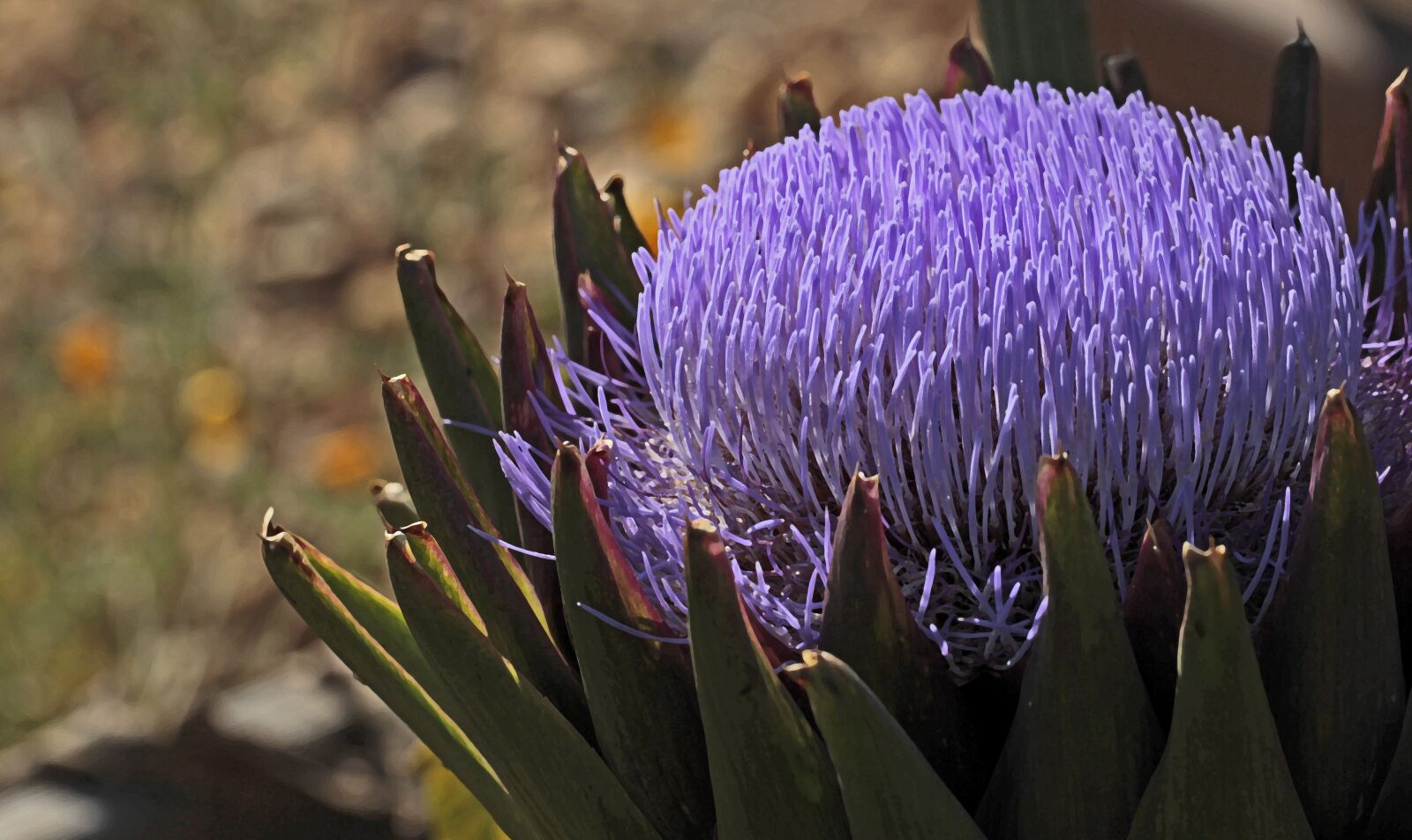 Canon EF 100mm F2.8L Macro IS USM sample photo. Artichoke, bloom, blossom photography