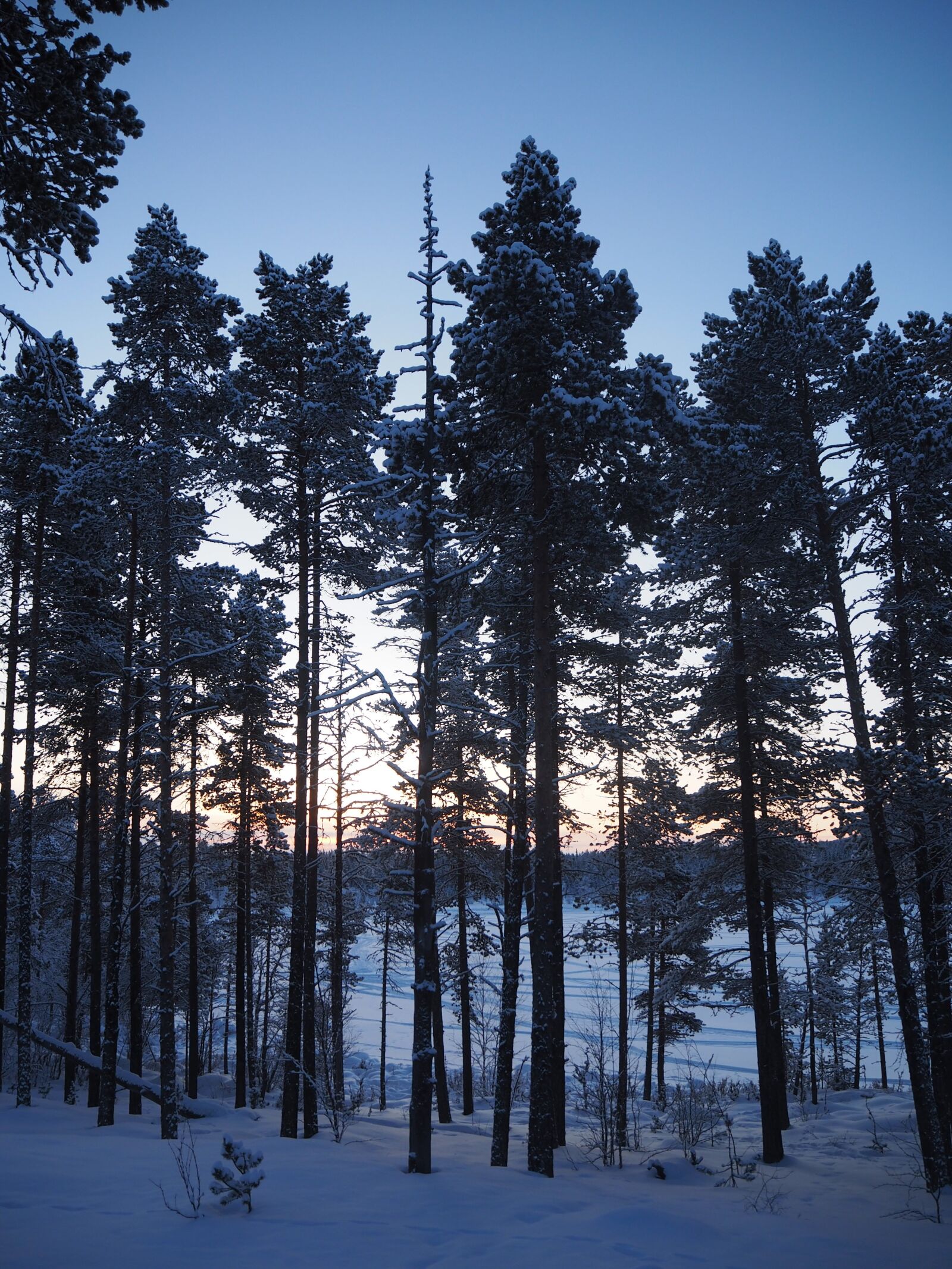 Olympus OM-D E-M10 sample photo. Tree, snow, kiruna photography