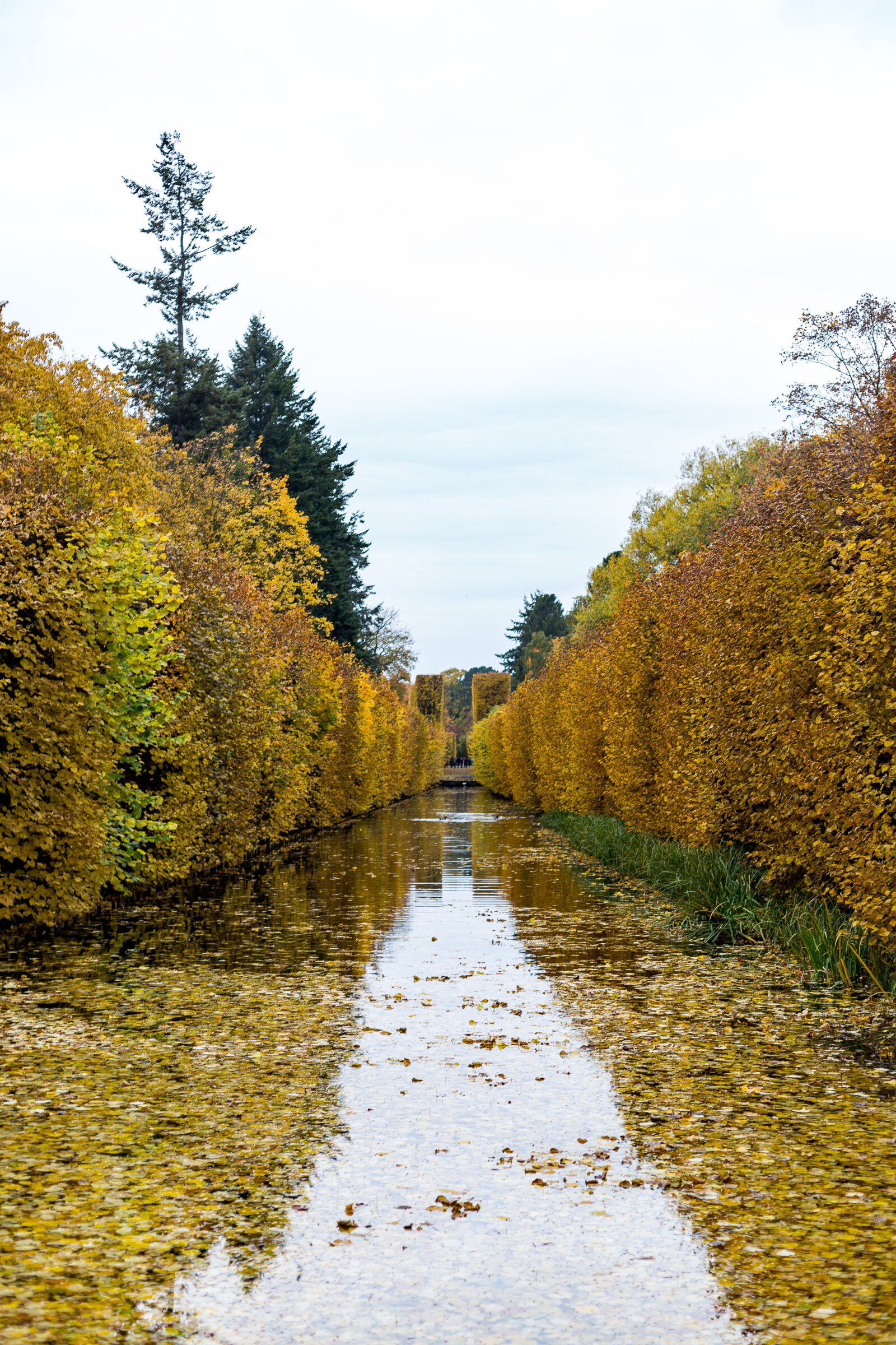 Canon EOS 6D + Canon EF 50mm F1.4 USM sample photo. Autumn, colorful, leaf, leaves photography