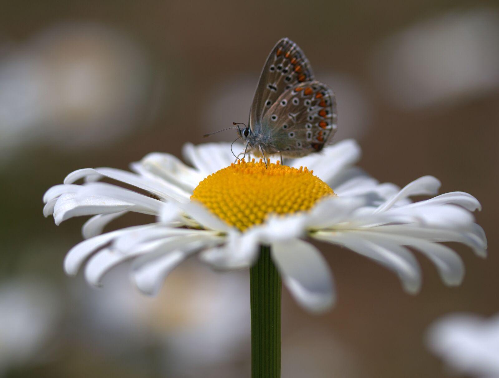 Canon EOS 7D Mark II + Canon EF-S 60mm F2.8 Macro USM sample photo. Butterfly, daisy, insecta photography