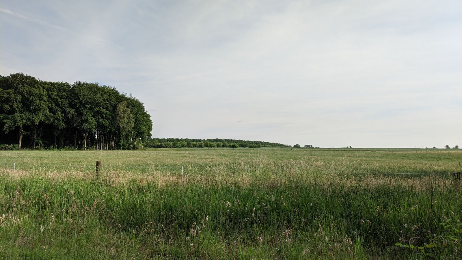 Google Pixel 2 XL sample photo. Meadow, nature, field photography