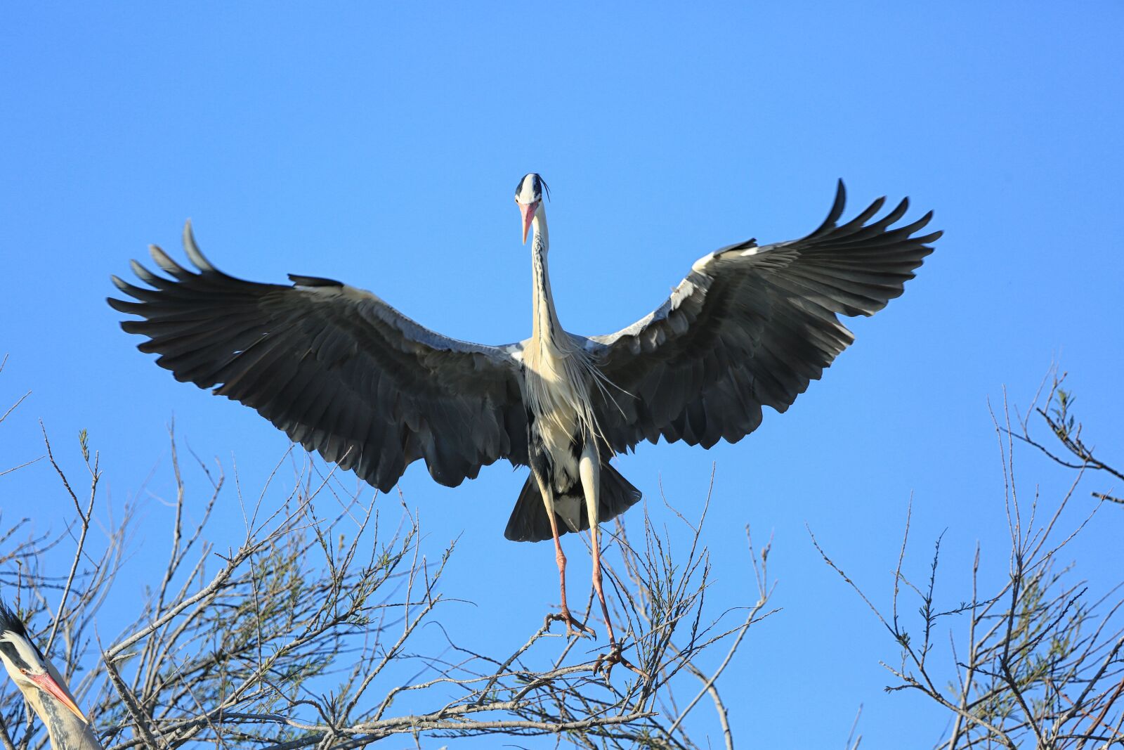 Canon EF 100-400mm F4.5-5.6L IS USM sample photo. Bird, flight, pen photography