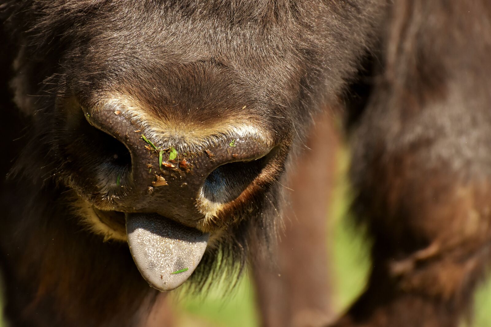 Nikon D7200 sample photo. Bison, wildpark poing, wild photography