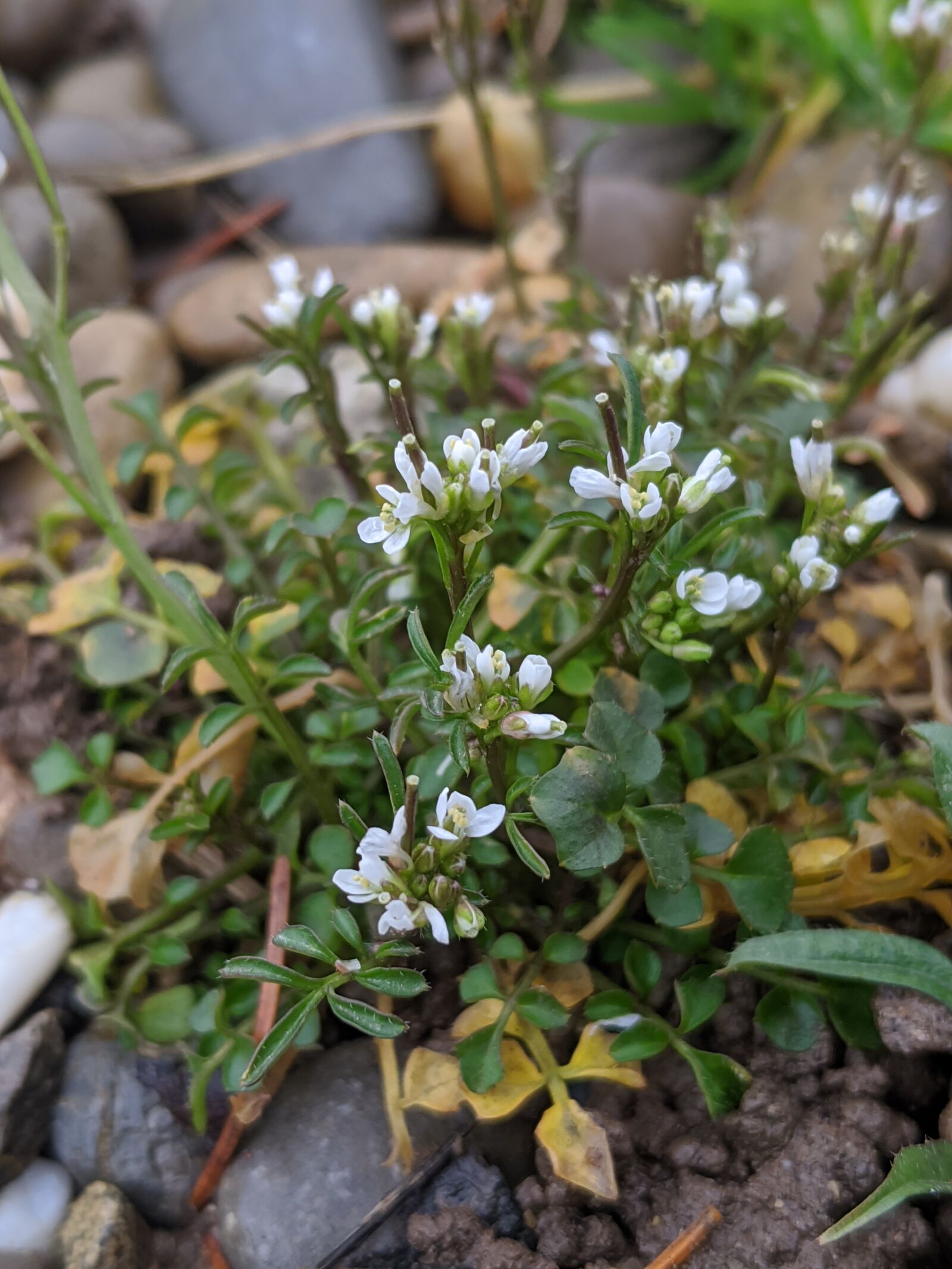 Google Pixel 3 sample photo. Cardamine, flower, wild plant photography