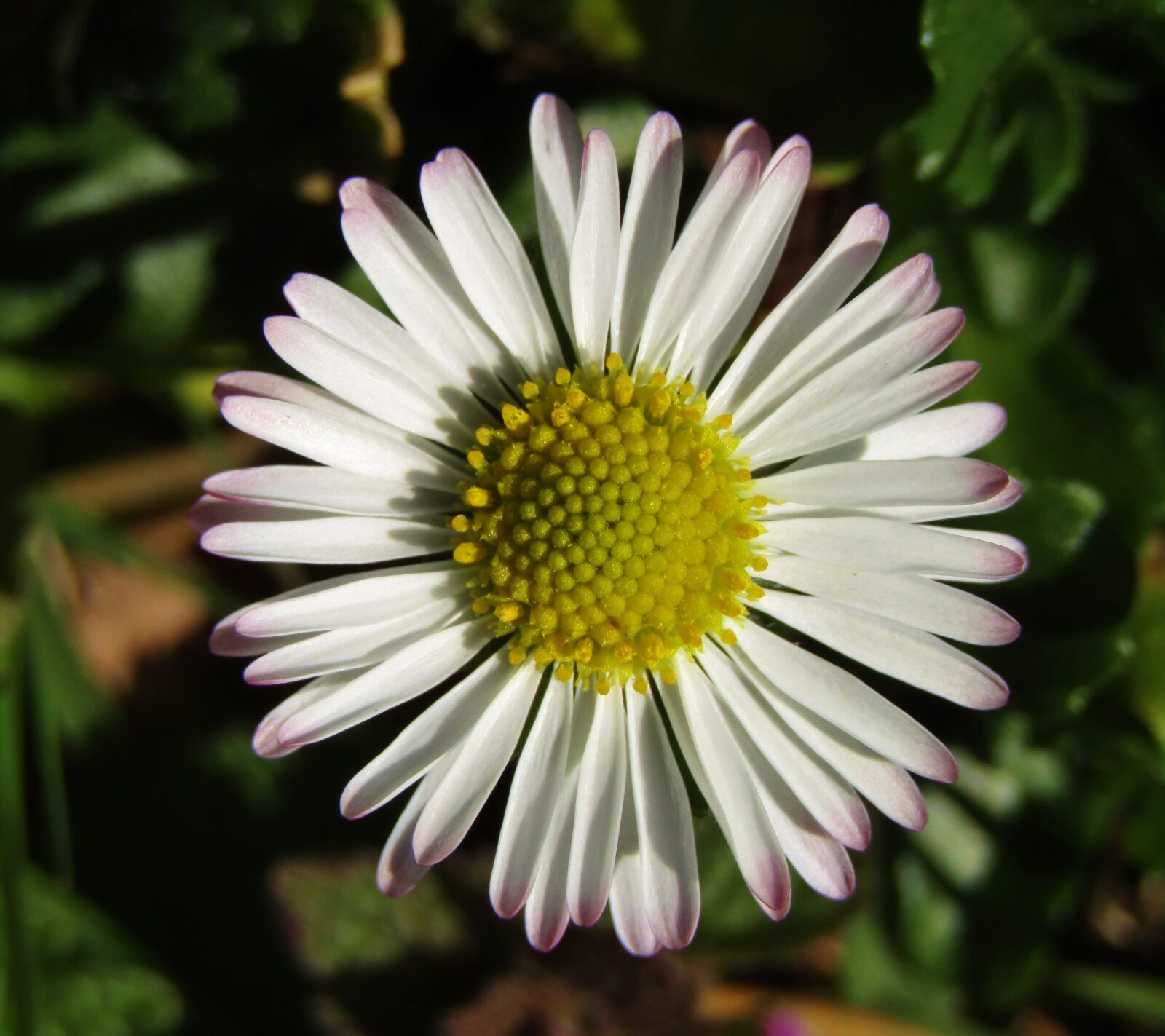 Canon POWERSHOT SX432 IS sample photo. Marie flower, daisy, small photography