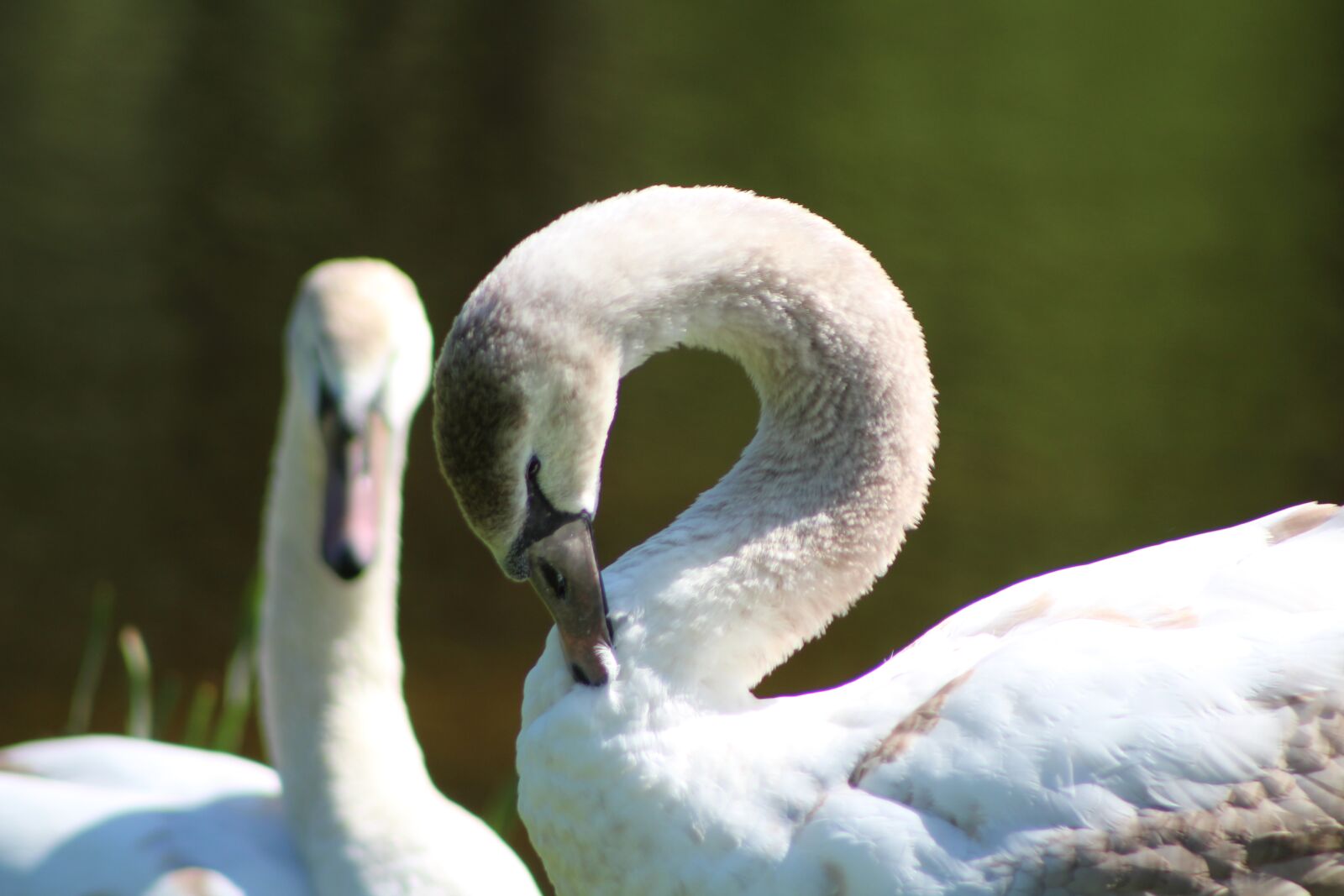 Canon EF75-300mm f/4-5.6 sample photo. Netherlands, clingendael, the hague photography