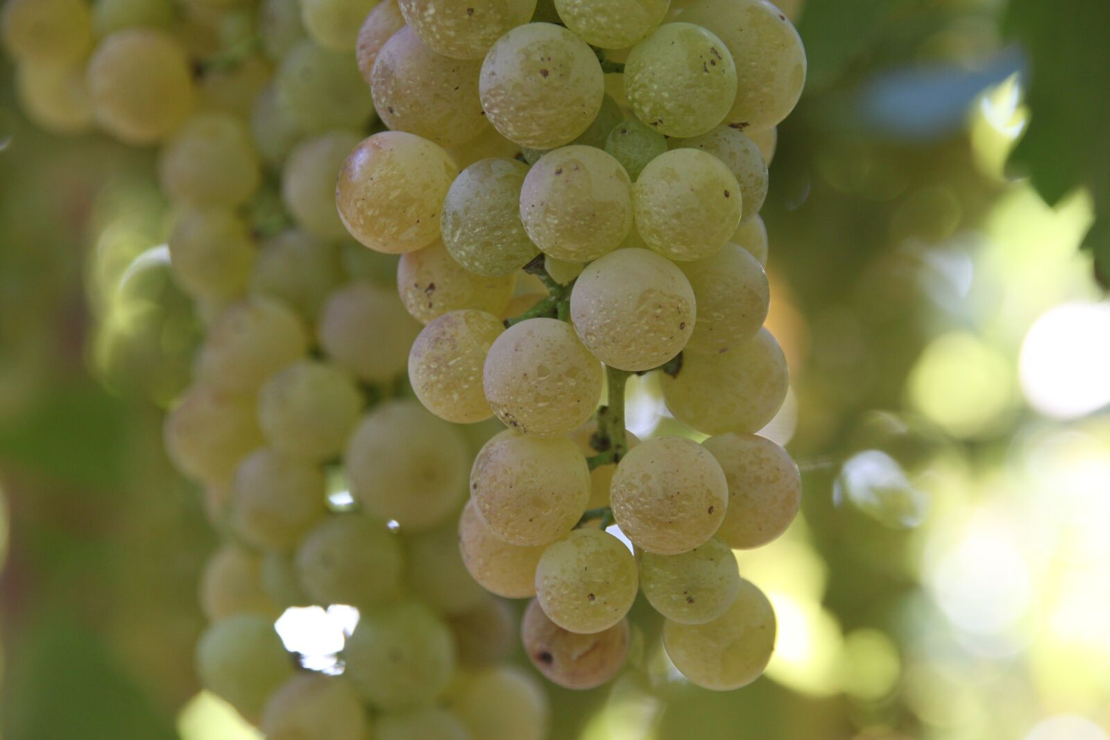 Canon EOS 500D (EOS Rebel T1i / EOS Kiss X3) sample photo. Screw, vineyard, wine photography