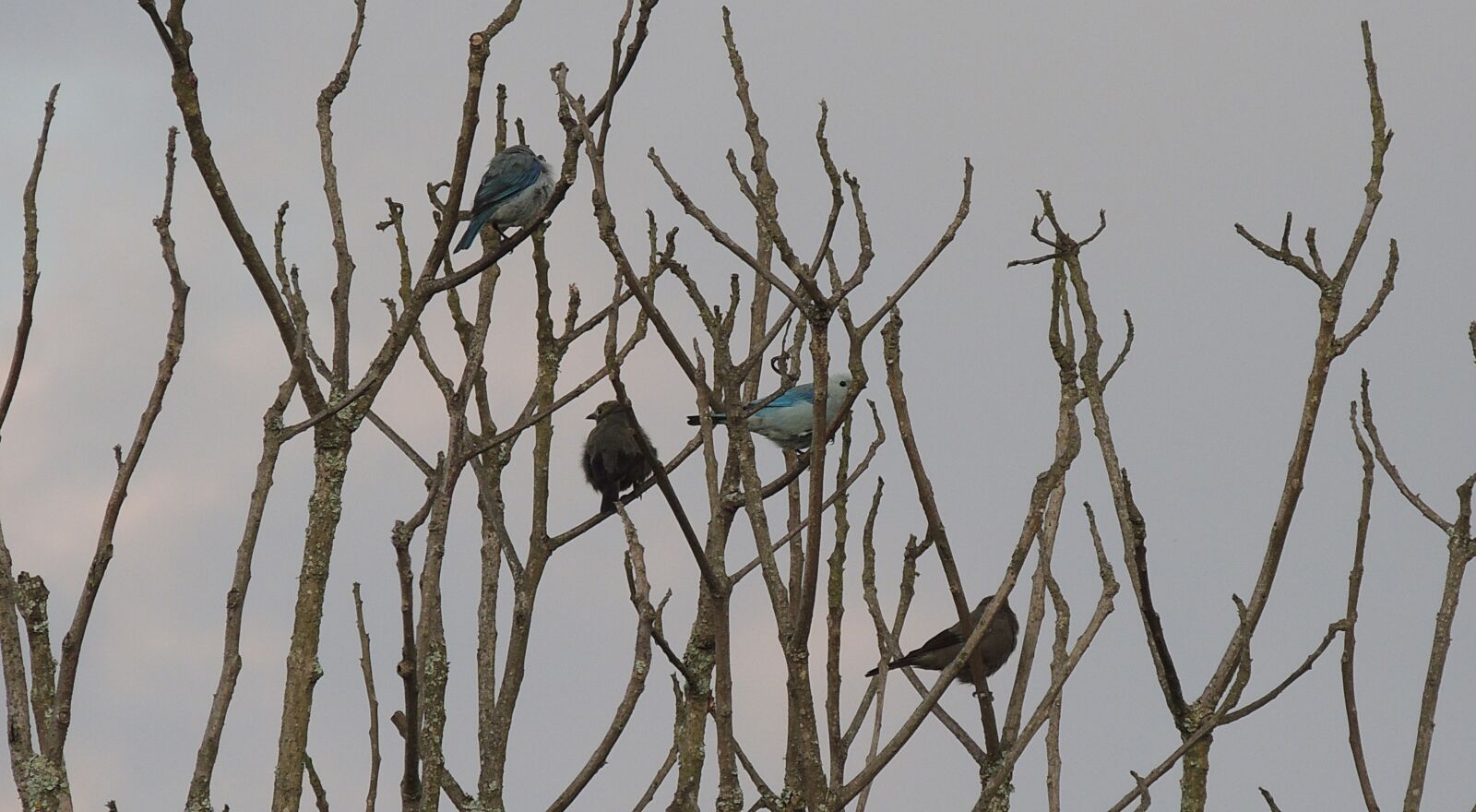 Nikon Coolpix P510 sample photo. Birds, trees photography