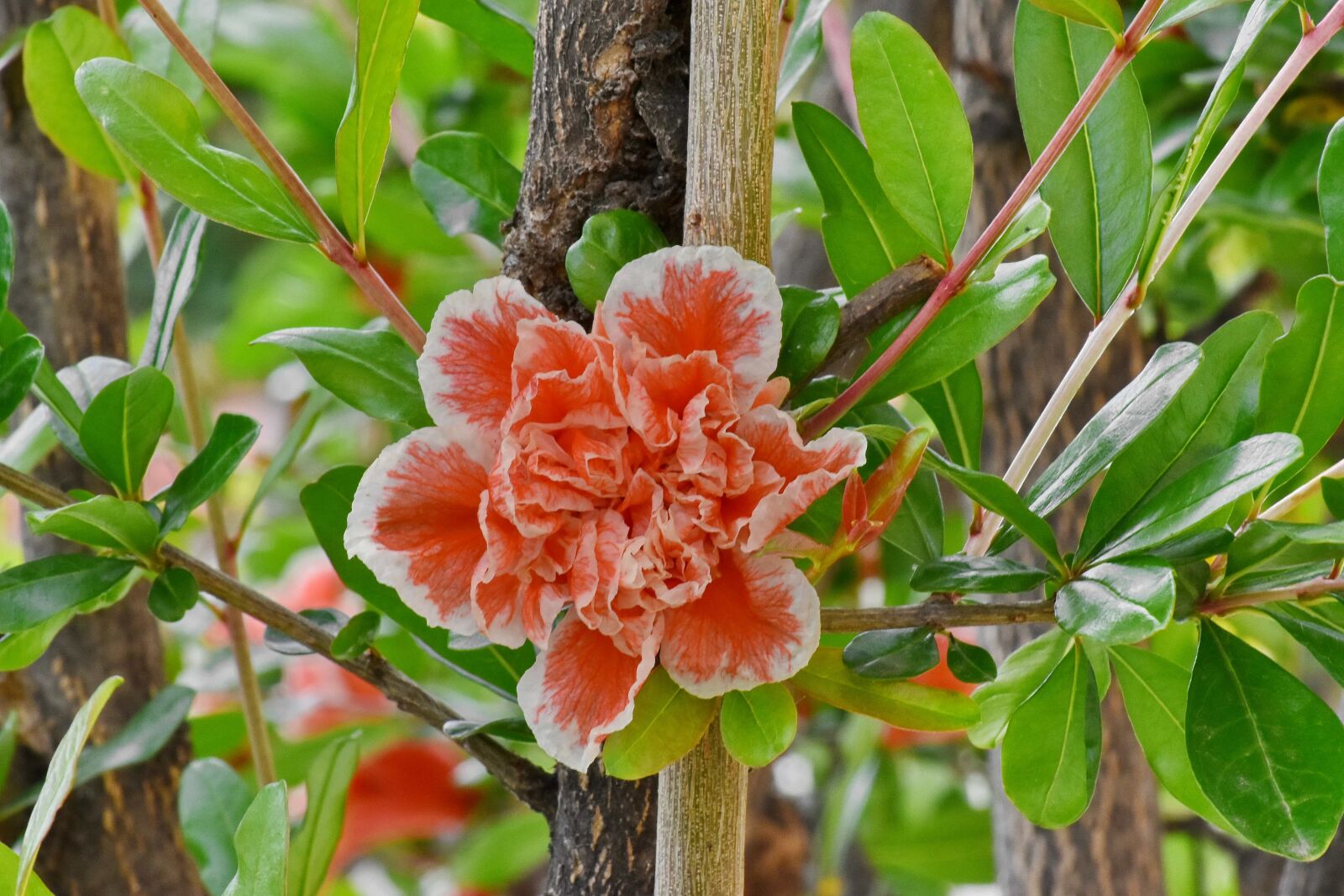 Nikon D5500 sample photo. Beautiful flowers, shrub, nature photography