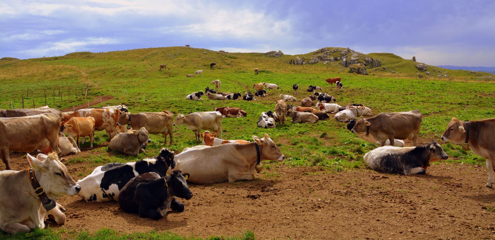 Nikon D7100 sample photo. Cow, prato, mountain photography