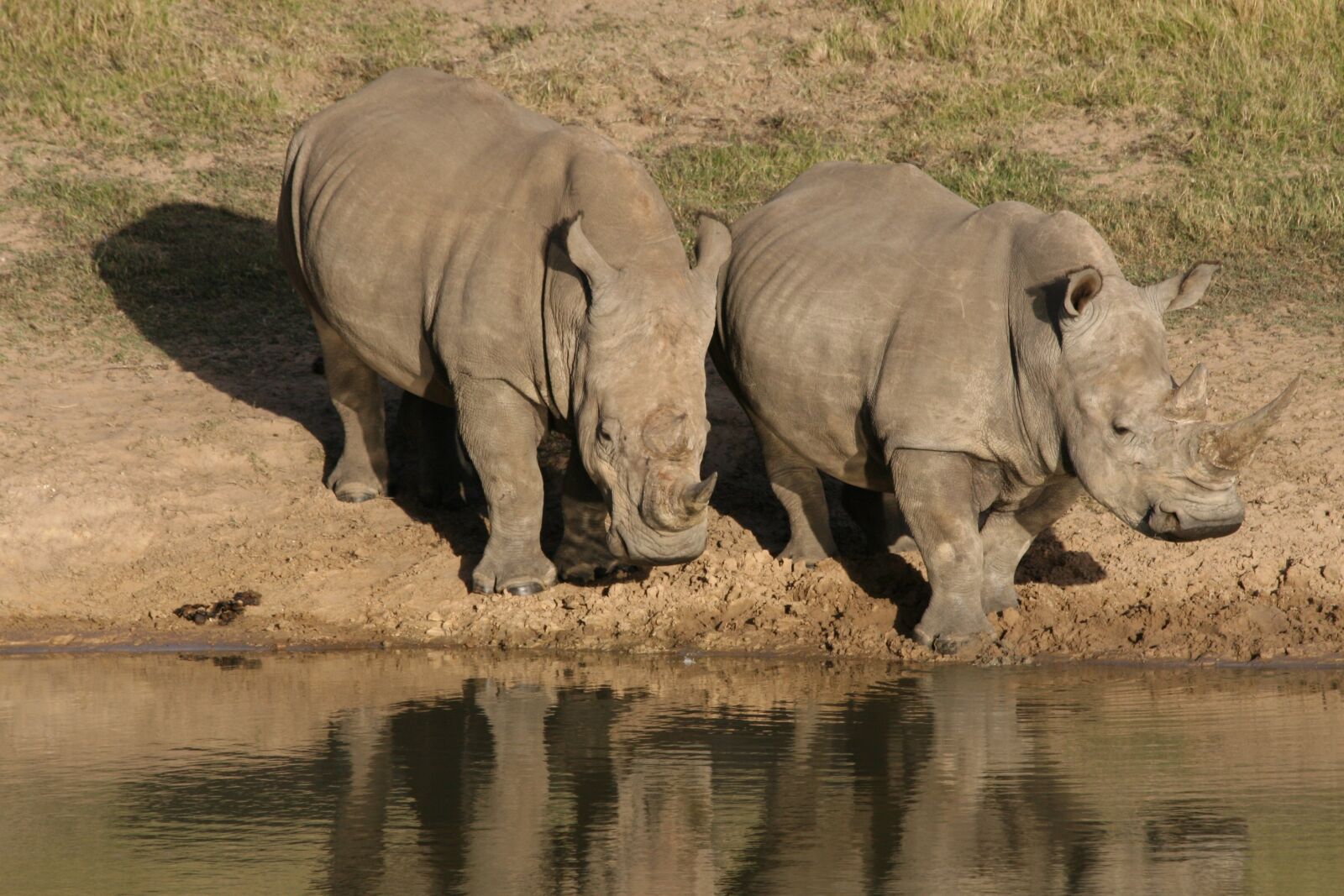 Canon EOS 30D sample photo. Rhino, wildlife, africa photography