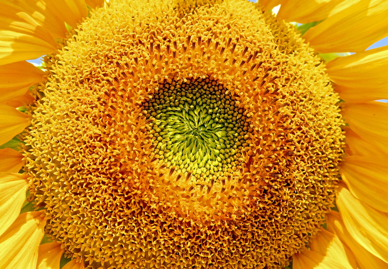 Fujifilm X-T10 + Fujifilm XF 35mm F1.4 R sample photo. Sunflower, flower, helianthus annuus photography