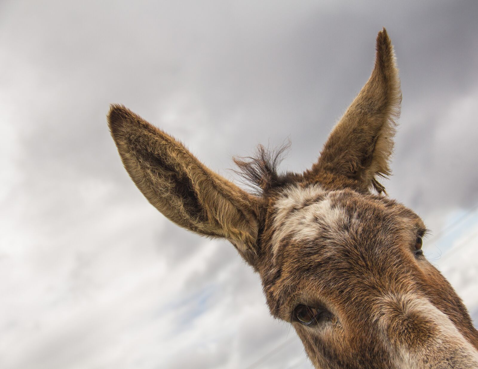 Canon EOS 550D (EOS Rebel T2i / EOS Kiss X4) sample photo. Donkey, animal, brown photography