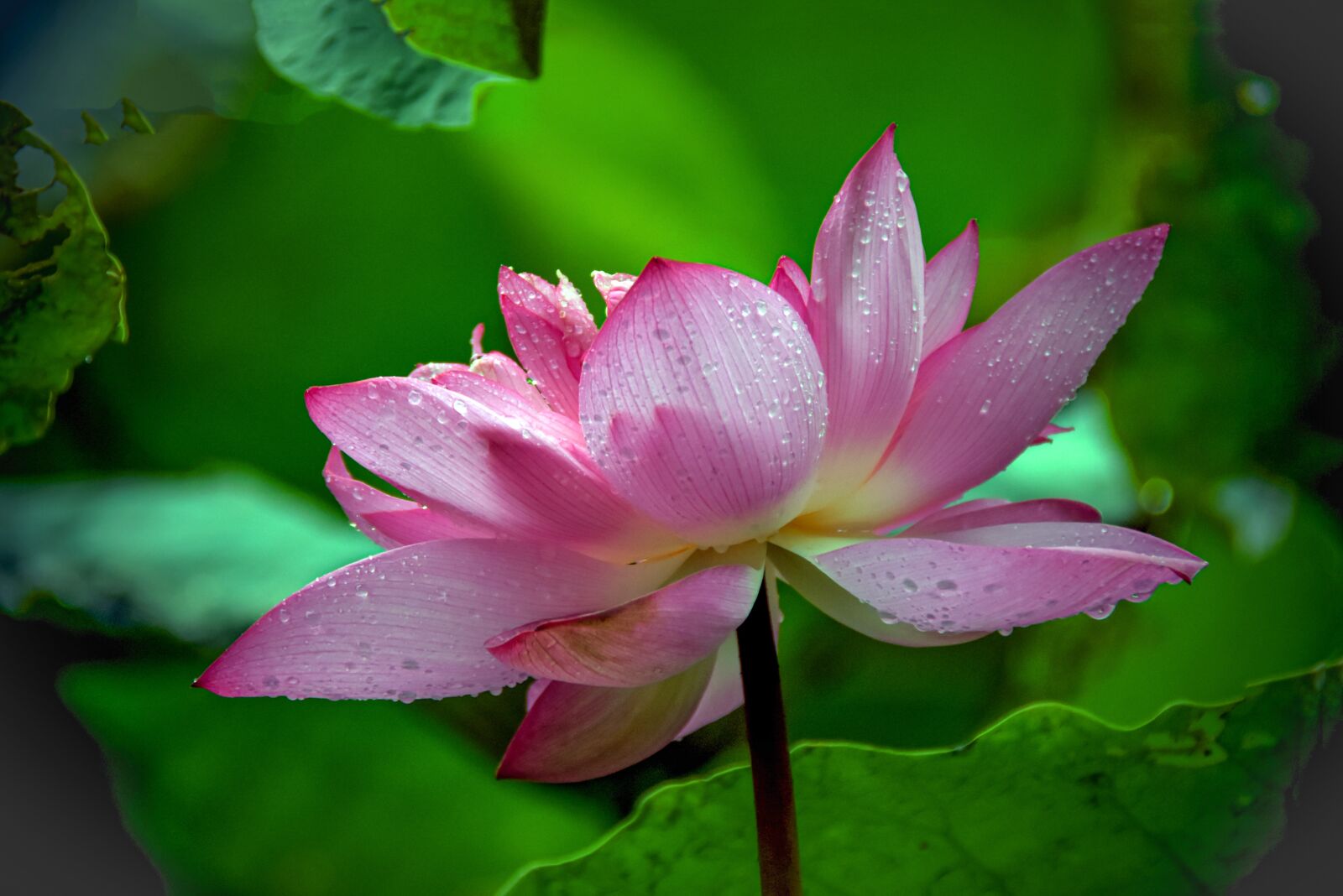 Nikon D7200 sample photo. Lotus flower, blooming, beautiful photography
