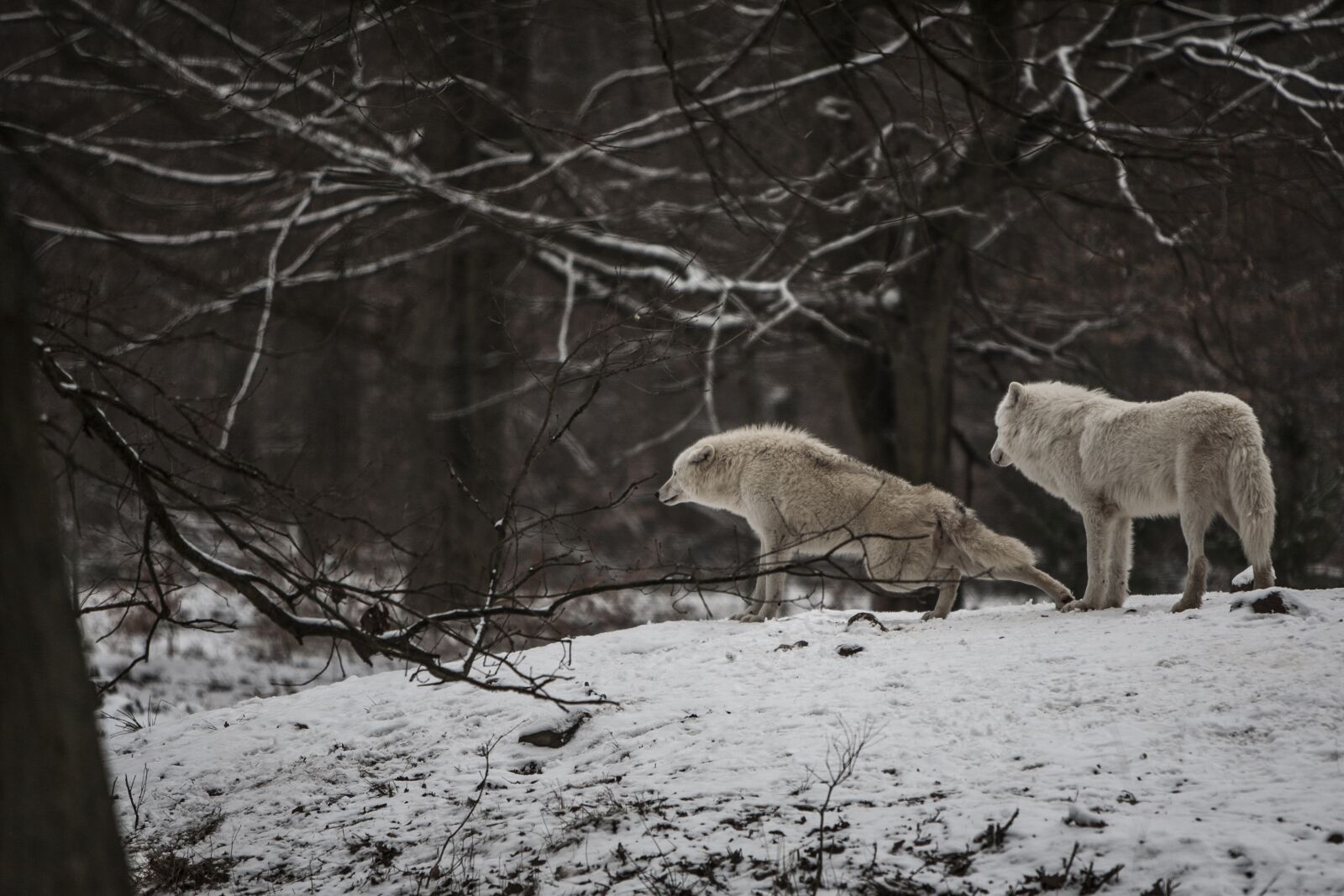 Canon EOS 5D + Canon EF 70-200mm F2.8L IS USM sample photo. Polarwolf, wolf, wilderness photography