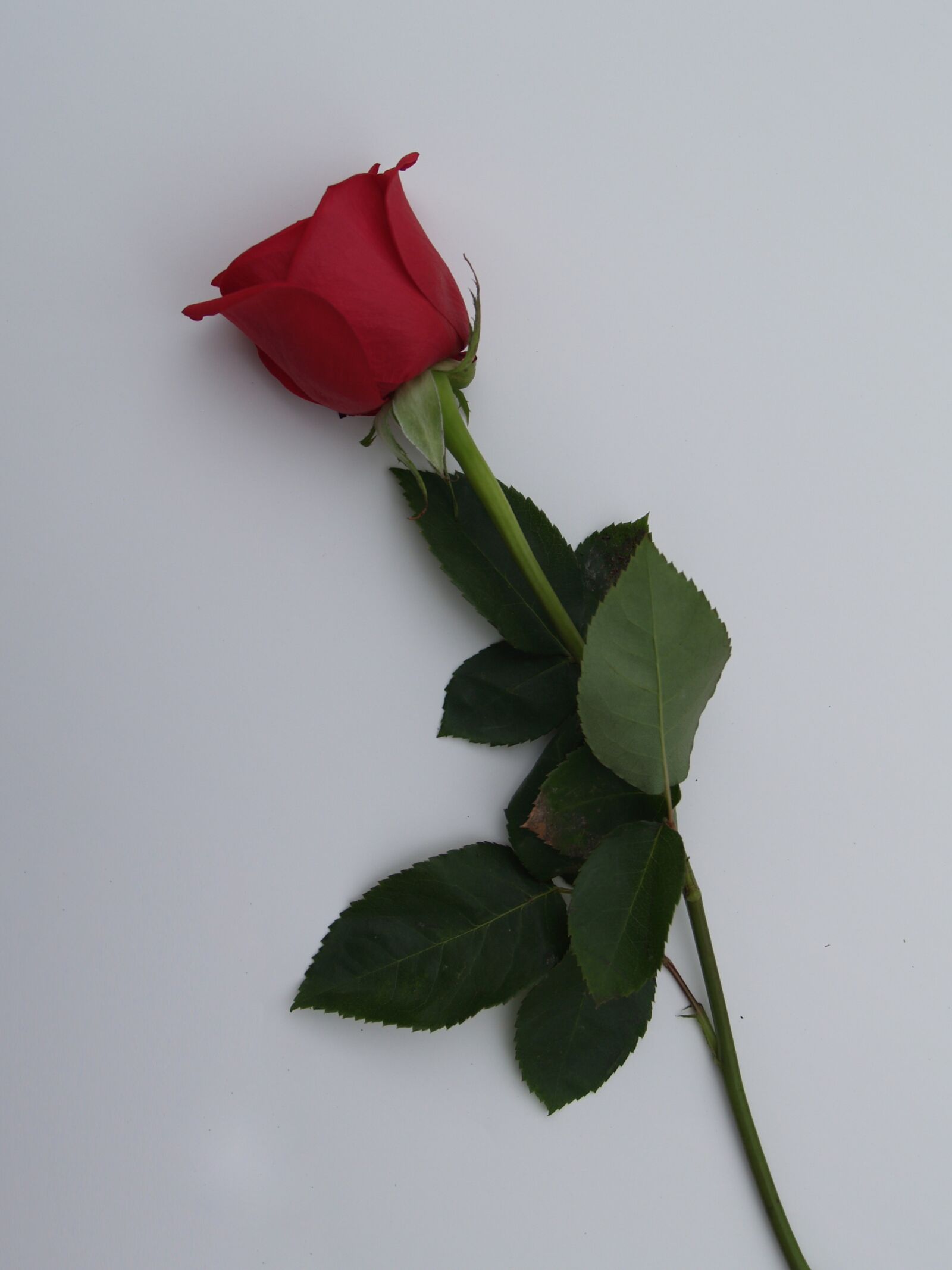 Olympus E-300 (EVOLT E-300) sample photo. Rose, stem, flower photography