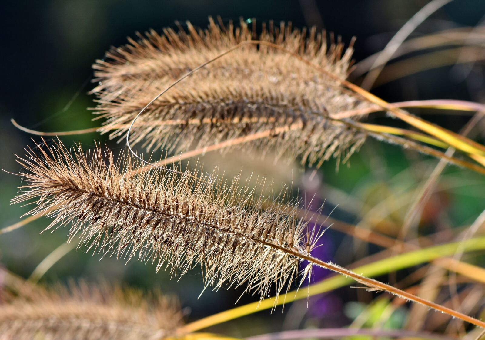 Nikon D7200 sample photo. Reed, plant, landscape photography