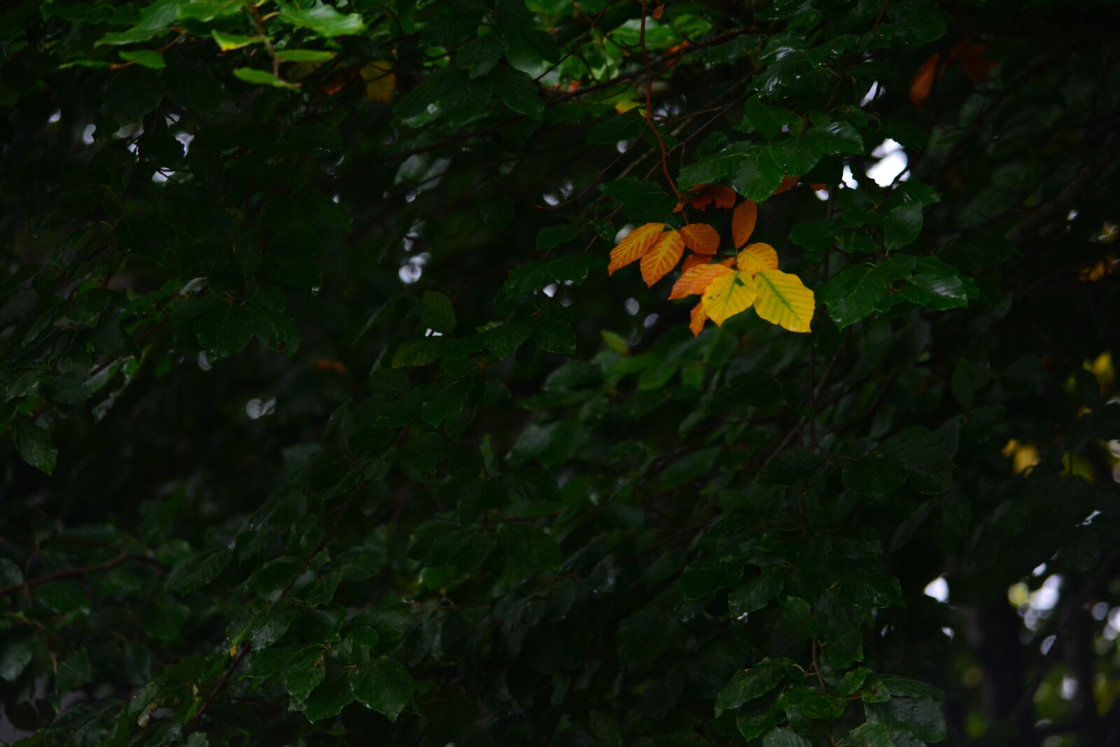 Nikon D5200 sample photo. Leaf, leaves, autumn photography
