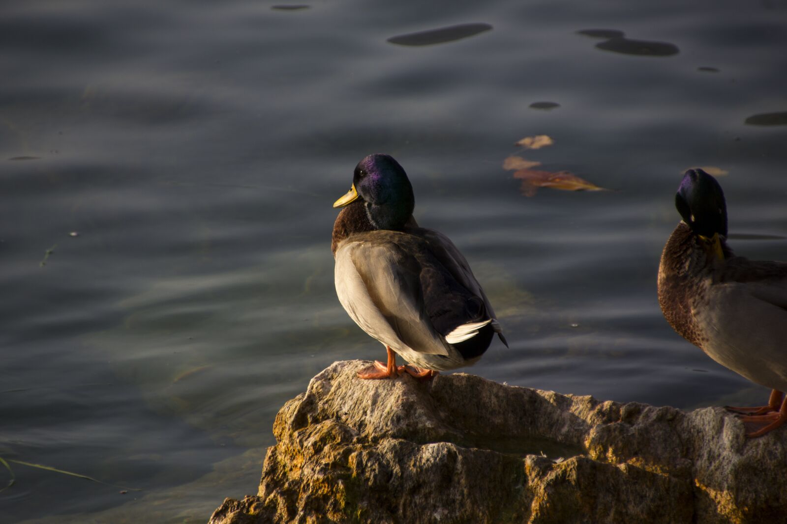 Canon EOS 60D sample photo. Italy, duck, nature photography