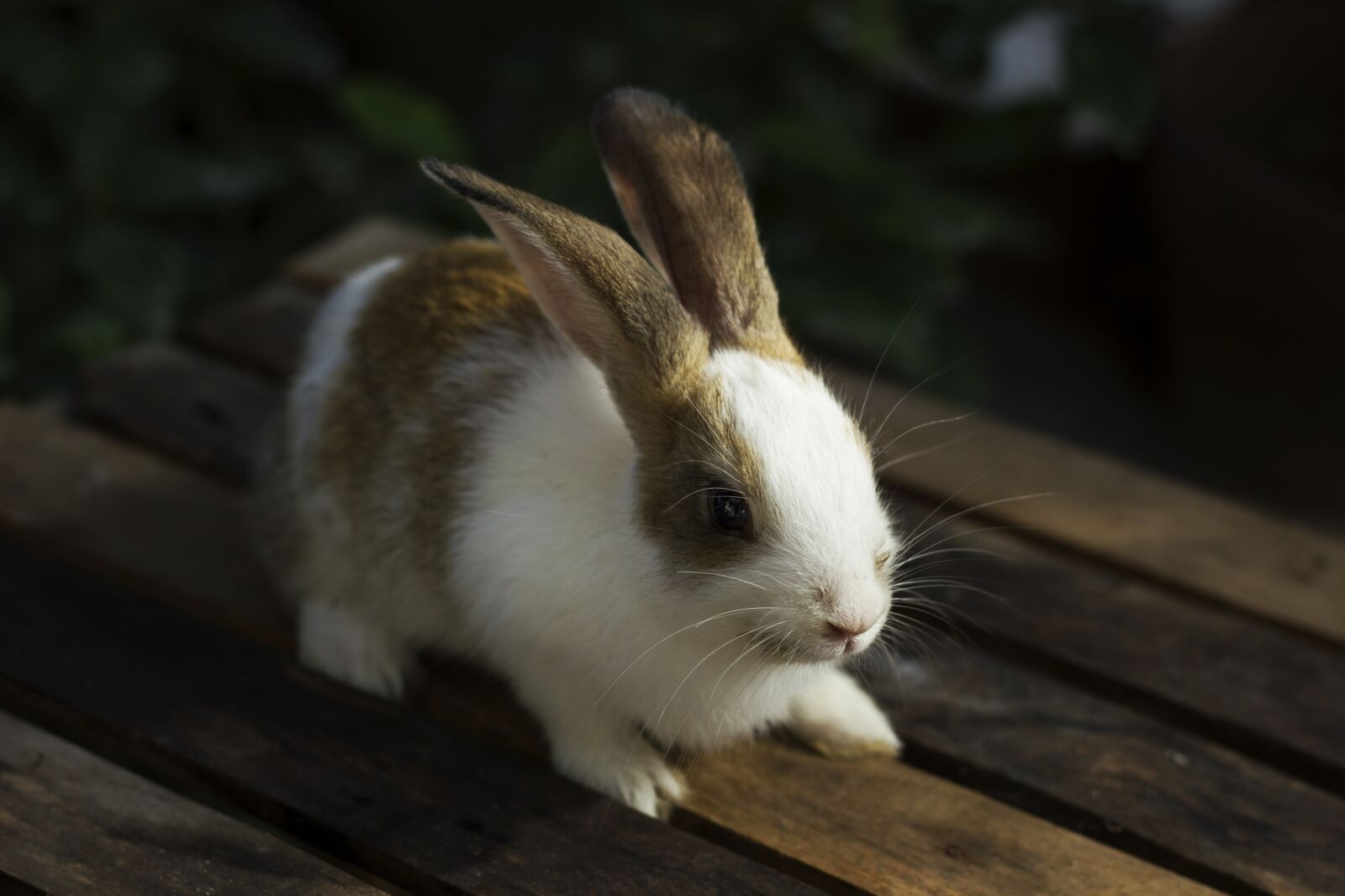Canon EOS 550D (EOS Rebel T2i / EOS Kiss X4) + Canon EF 50mm F1.8 II sample photo. Rabbit, bunny, animal photography