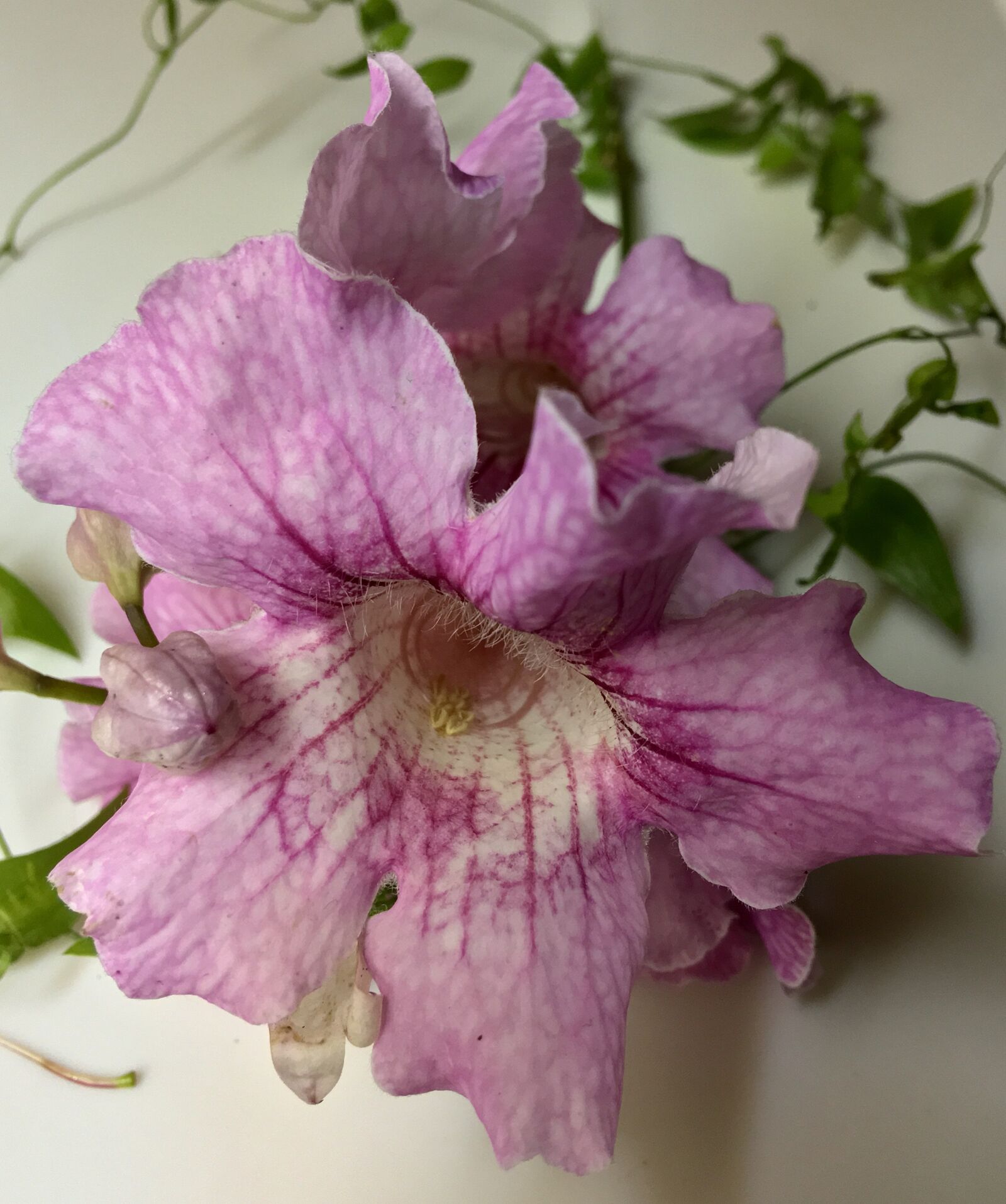 Apple iPhone 6s Plus sample photo. Pink flowers, pink petals photography