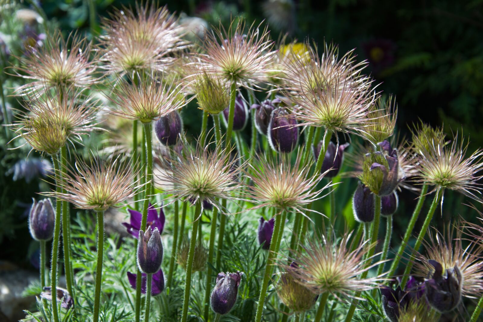 Nikon D5300 sample photo. Pasque flower, odkvetlý, spring photography