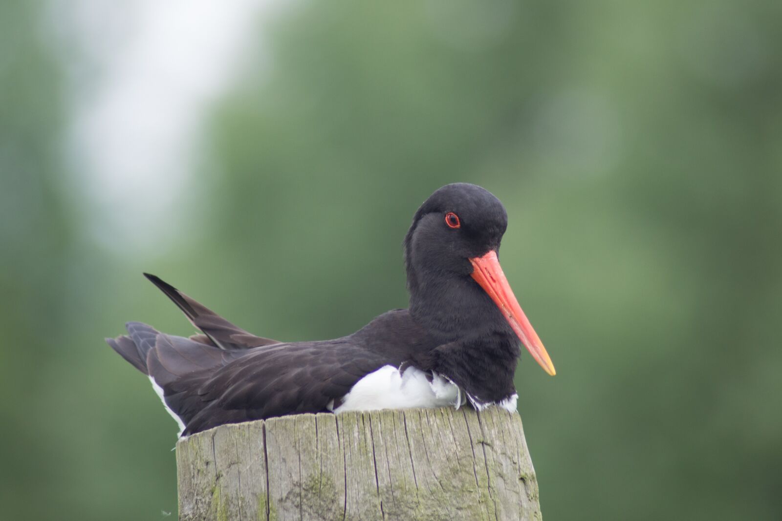 Nikon D3100 sample photo. Oystercatcher, bird, nature photography