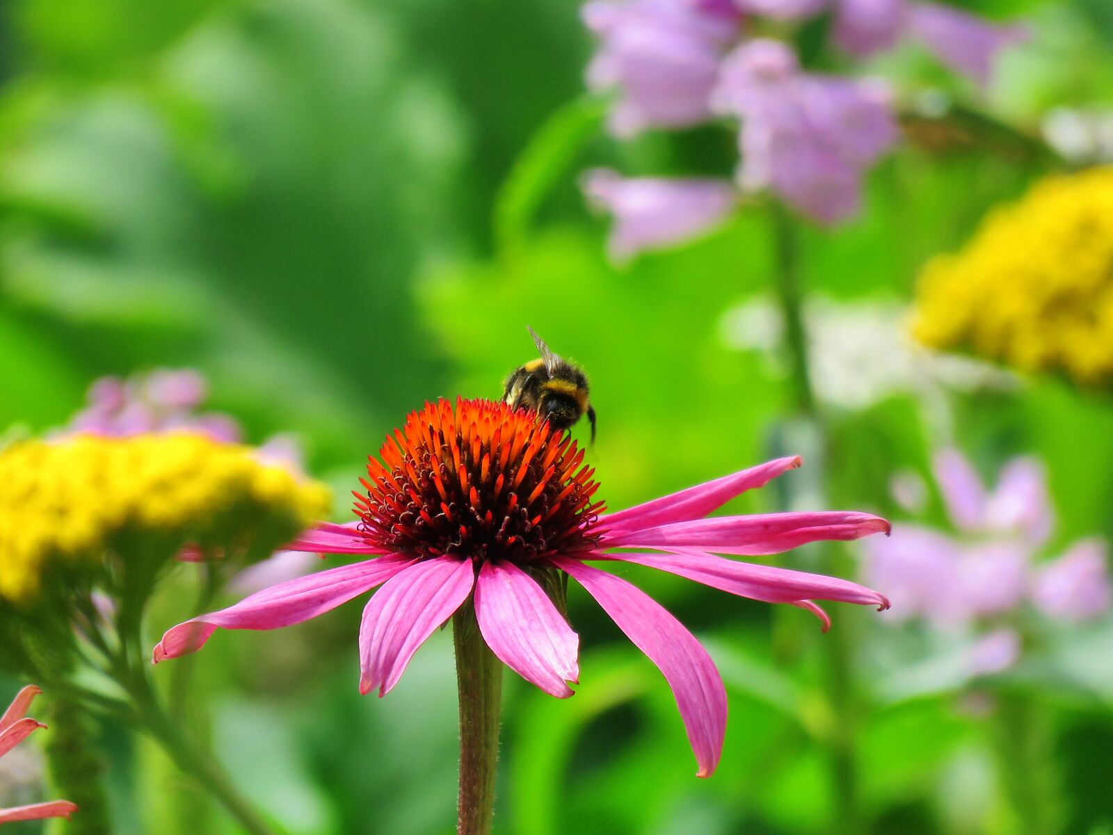Canon PowerShot SX60 HS sample photo. Coneflower, echinacea, nature photography