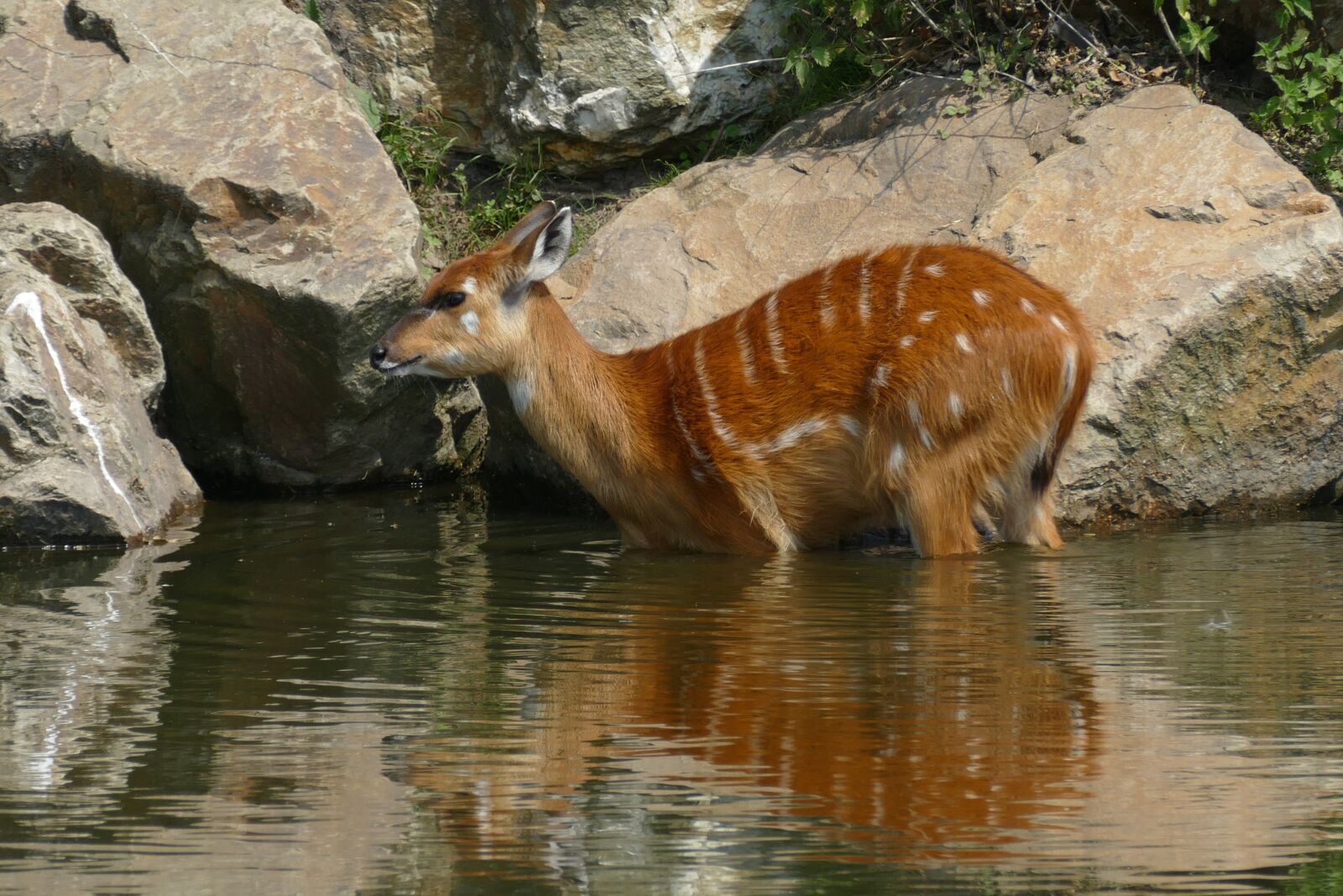 Panasonic Lumix DMC-FZ1000 sample photo. Deer, mammal, wild photography