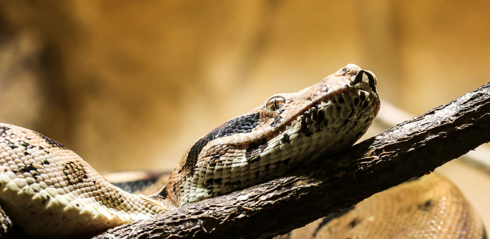 Canon EOS 70D sample photo. Snake, boa, boa constrictor photography