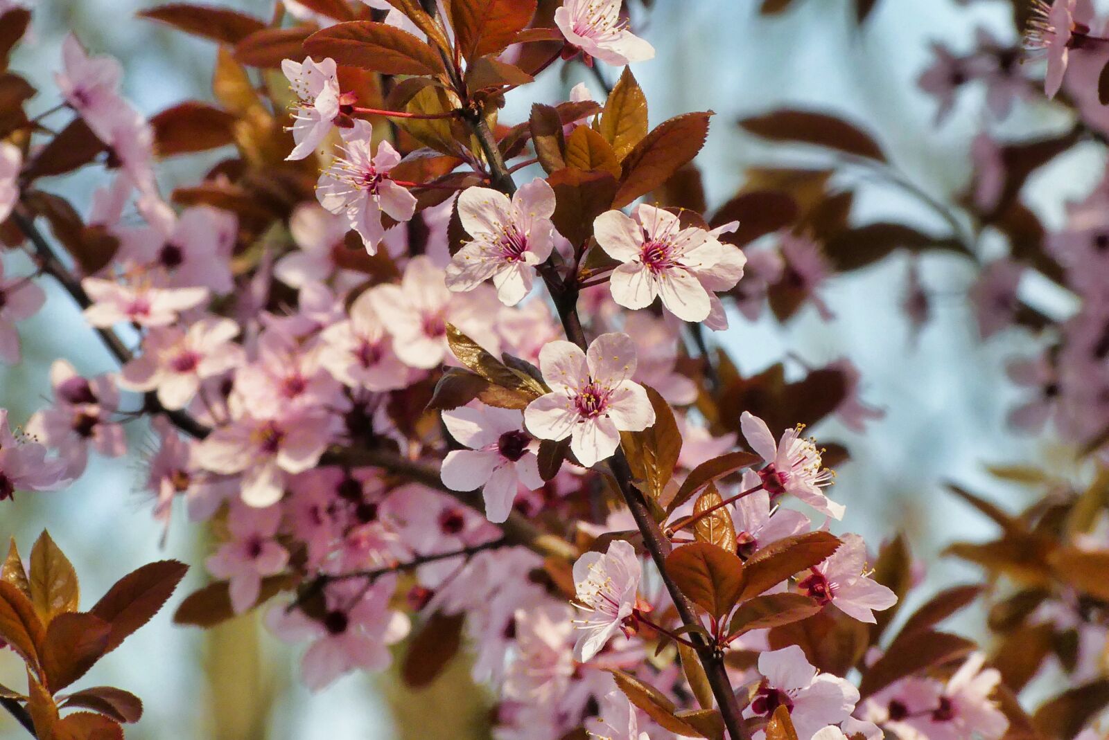 Panasonic Lumix DMC-FZ300 sample photo. Spring, flowers, blooms photography