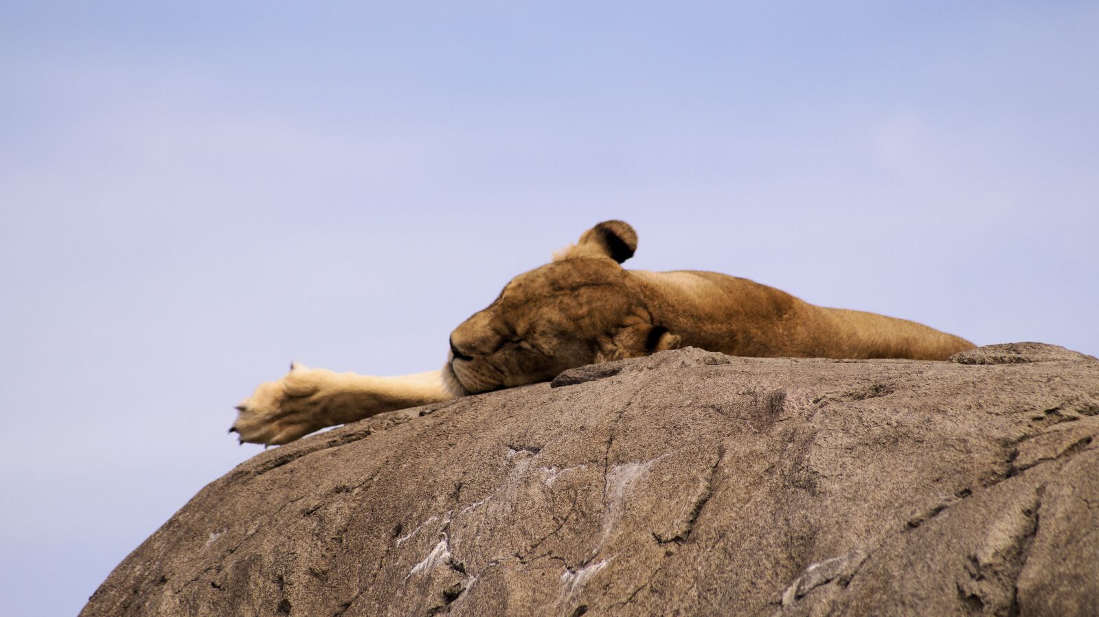 Sony SLT-A58 sample photo. Lion, food, animal photography