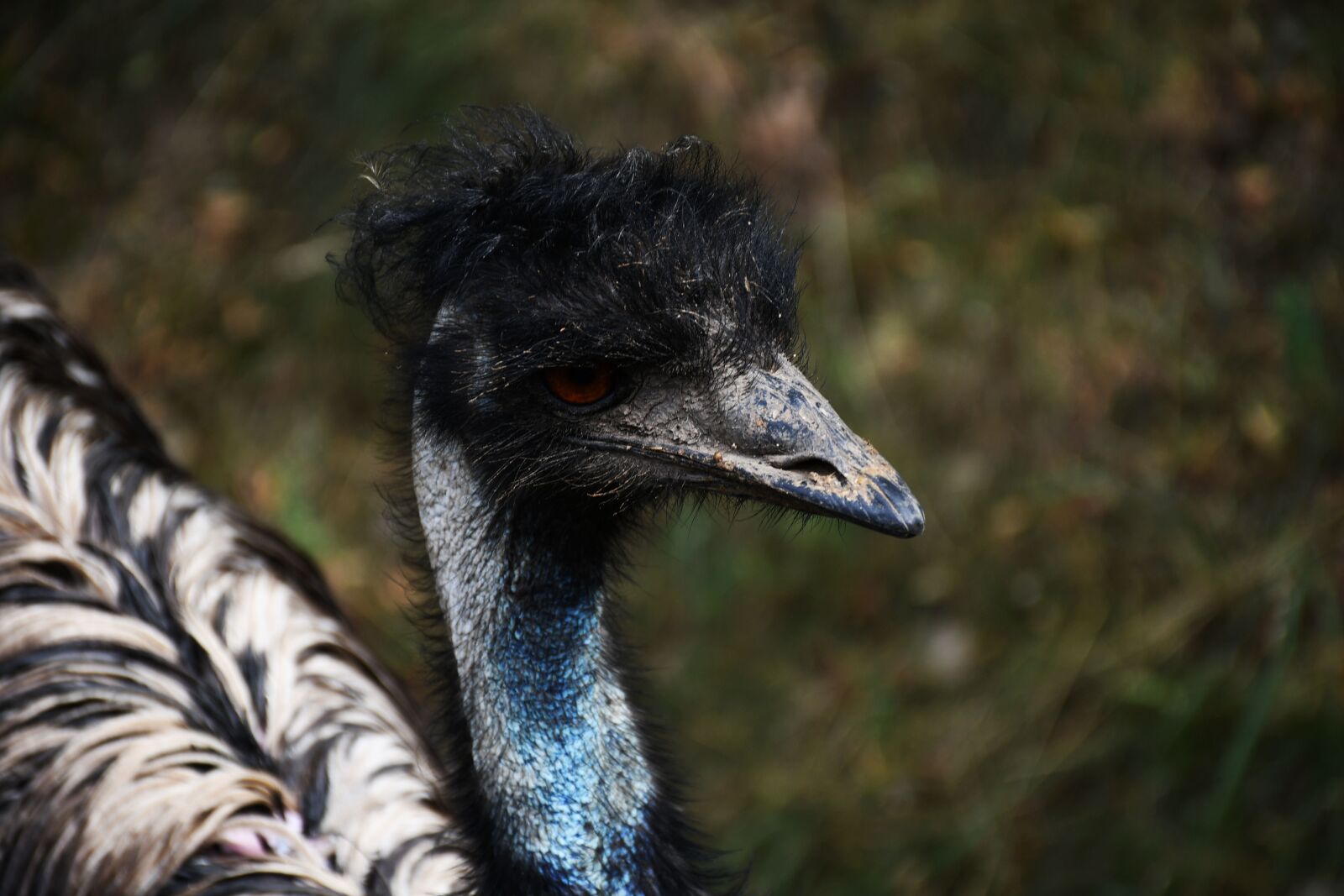 Nikon D7500 sample photo. Emu, bird, feather photography