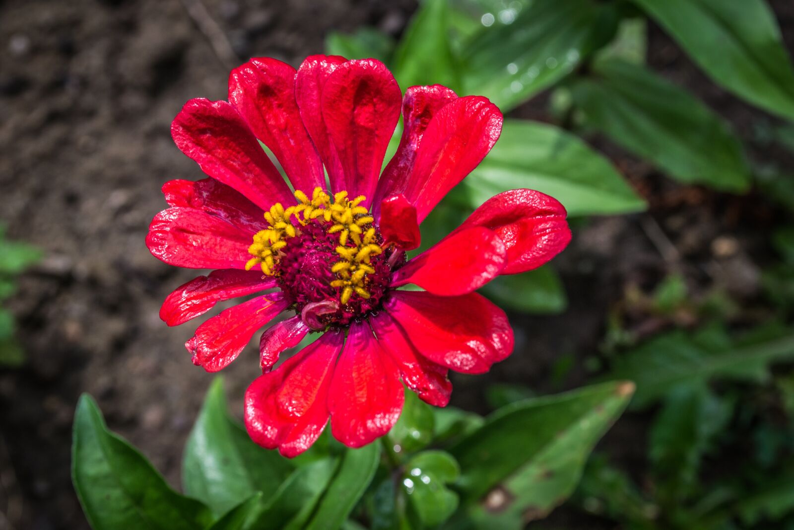 Nikon D3100 sample photo. Flower, garden, nature photography