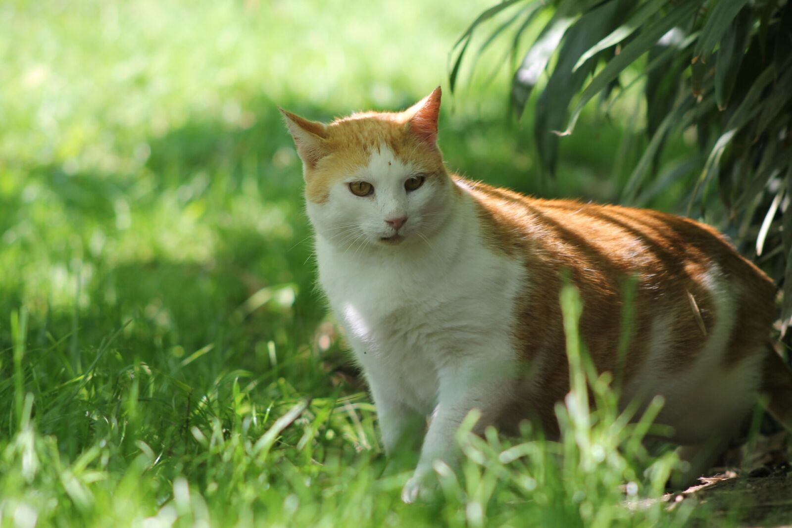 Canon EF 75-300mm f/4-5.6 sample photo. Aiderbichl, animals, cat photography