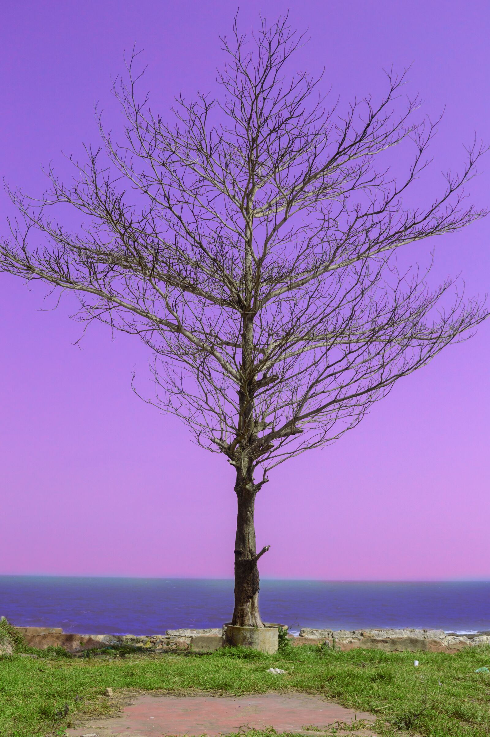 Nikon D3200 sample photo. Beach, tree, nature photography