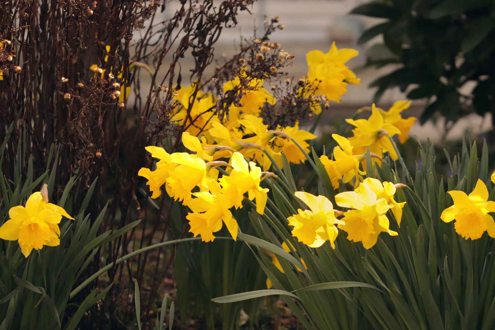 Canon EOS 200D (EOS Rebel SL2 / EOS Kiss X9) sample photo. Daffodils, osterglocken, spring flowers photography
