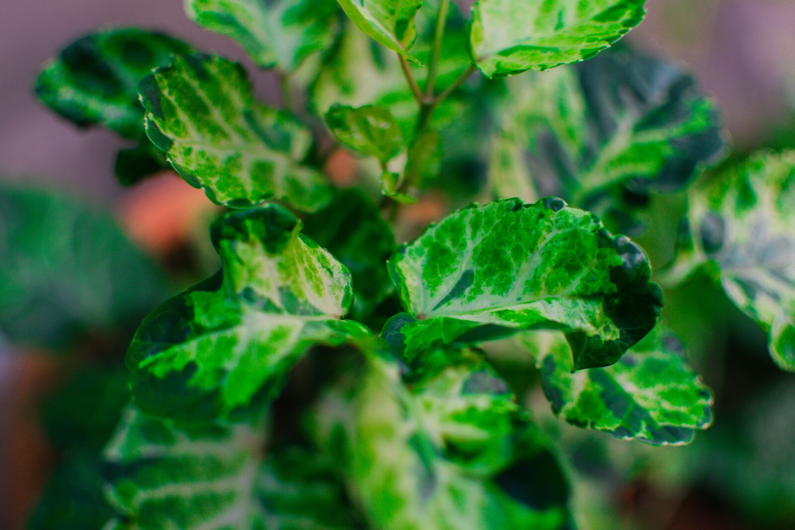 Nikon D5300 sample photo. Plant, garden, botanical photography