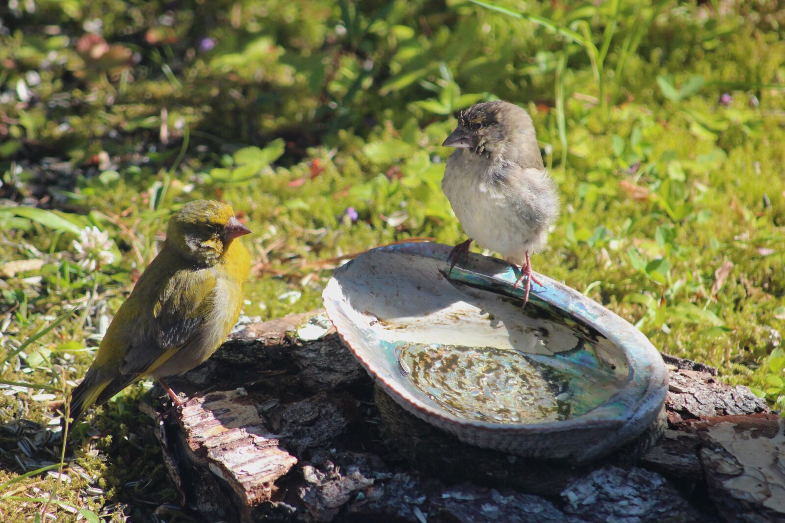 Canon EF 55-200mm F4.5-5.6 II USM sample photo. Green finches, bird world photography