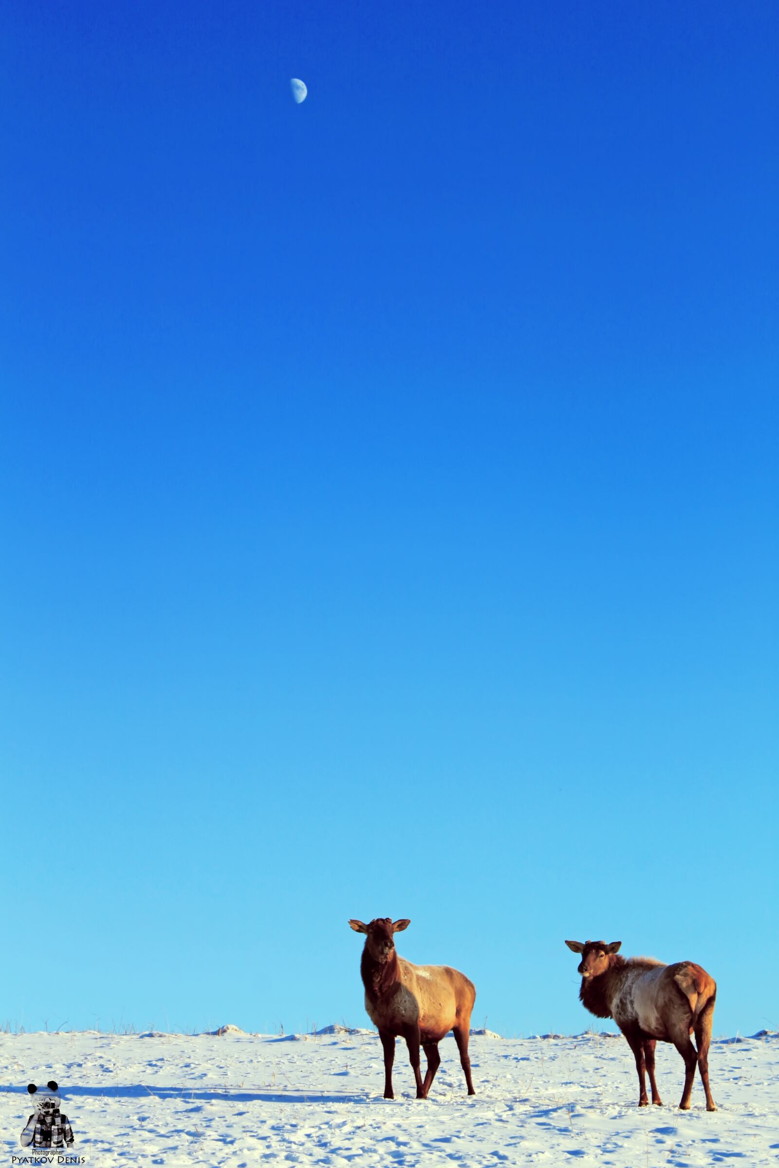 Canon EOS 500D (EOS Rebel T1i / EOS Kiss X3) sample photo. Deer, moon, field photography