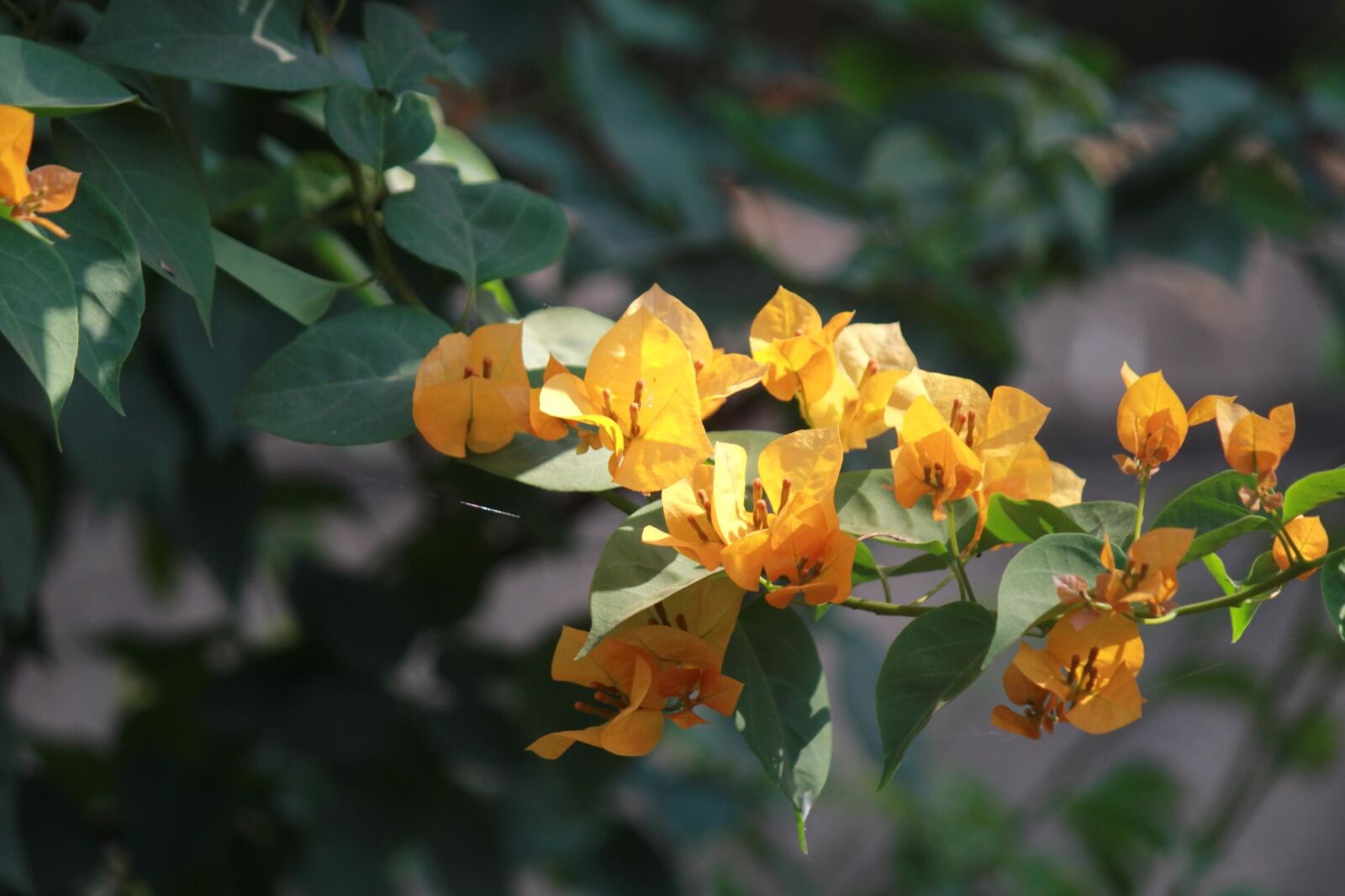Canon EOS 600D (Rebel EOS T3i / EOS Kiss X5) sample photo. Beautiful, flower, plant, herb photography